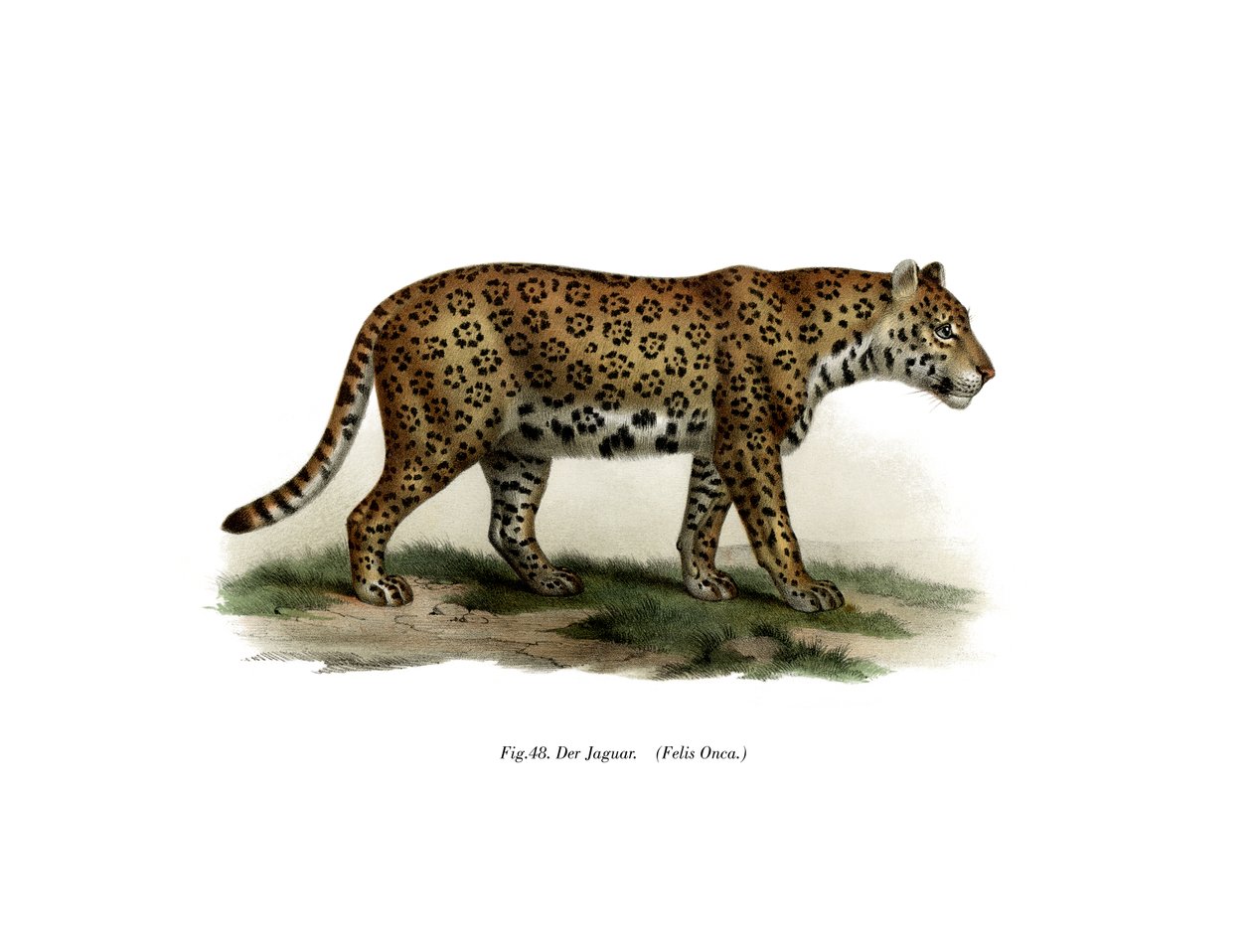 جاكوار ، 1860 بواسطة المدرسة الألمانية
