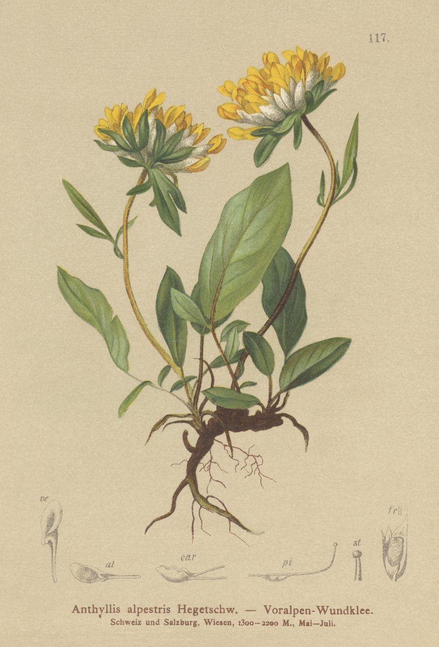 Vetch الكلى (Anthyllis alpestris ، Anthyllisضعف الحساسيات. alpestris) بواسطة المدرسة الألمانية