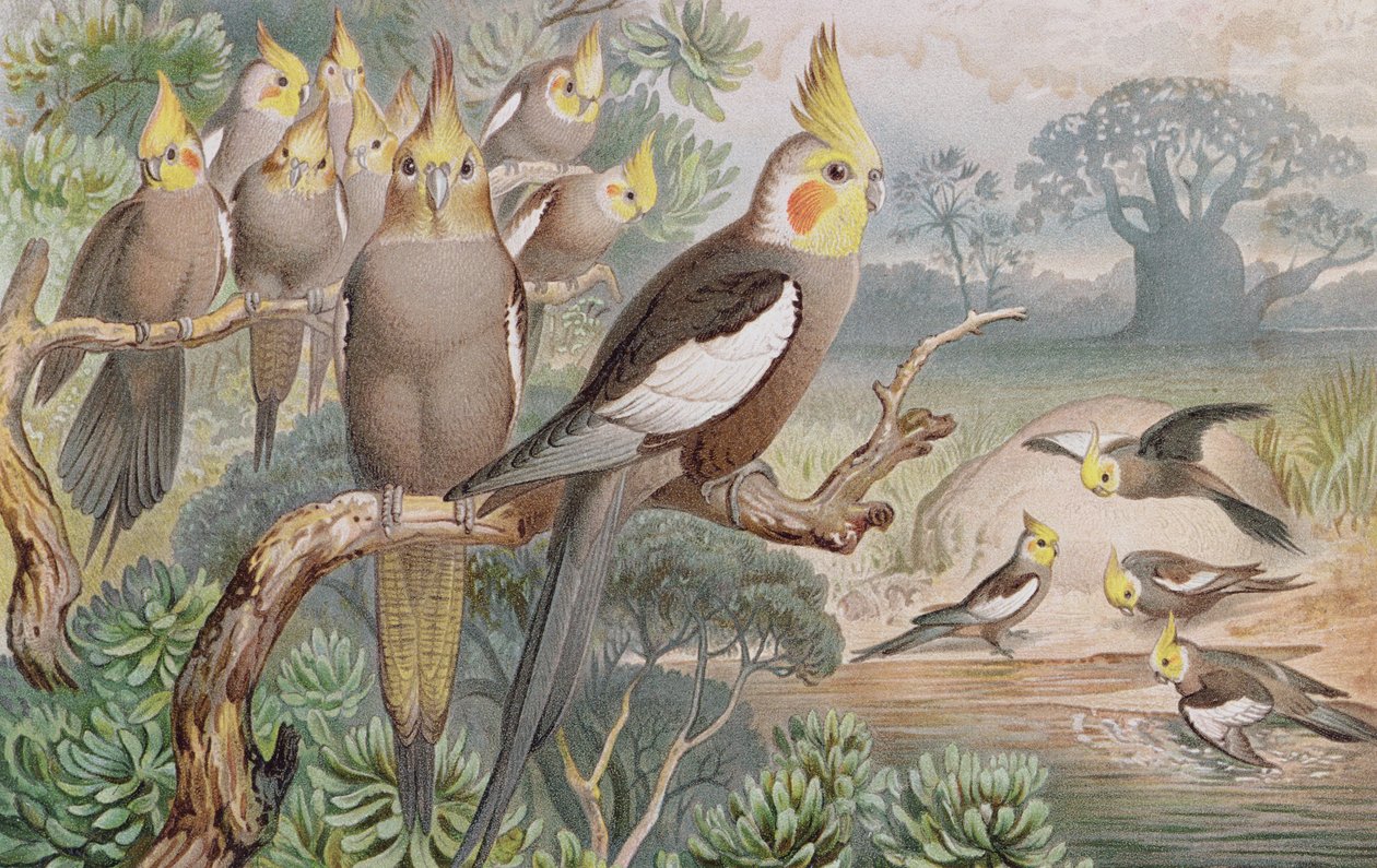 Kockatiel ، لوحة من Brehms Tierleben: Allgemeine Kunde des Tierreichs ، المجلد 5 ، ص 60 ، تم نشره بواسطة Bibliographisches Institut ، 1892 بواسطة المدرسة الألمانية