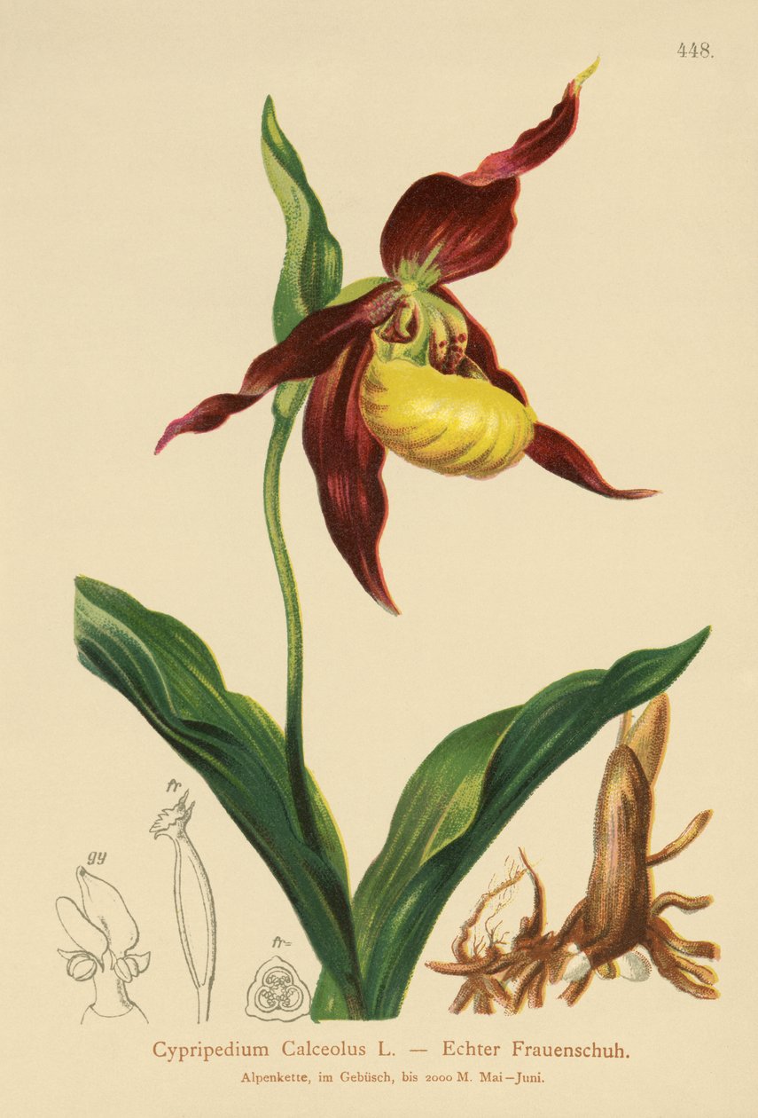 Ladys Slipper (Cypripedium Calceolus) بواسطة المدرسة الألمانية