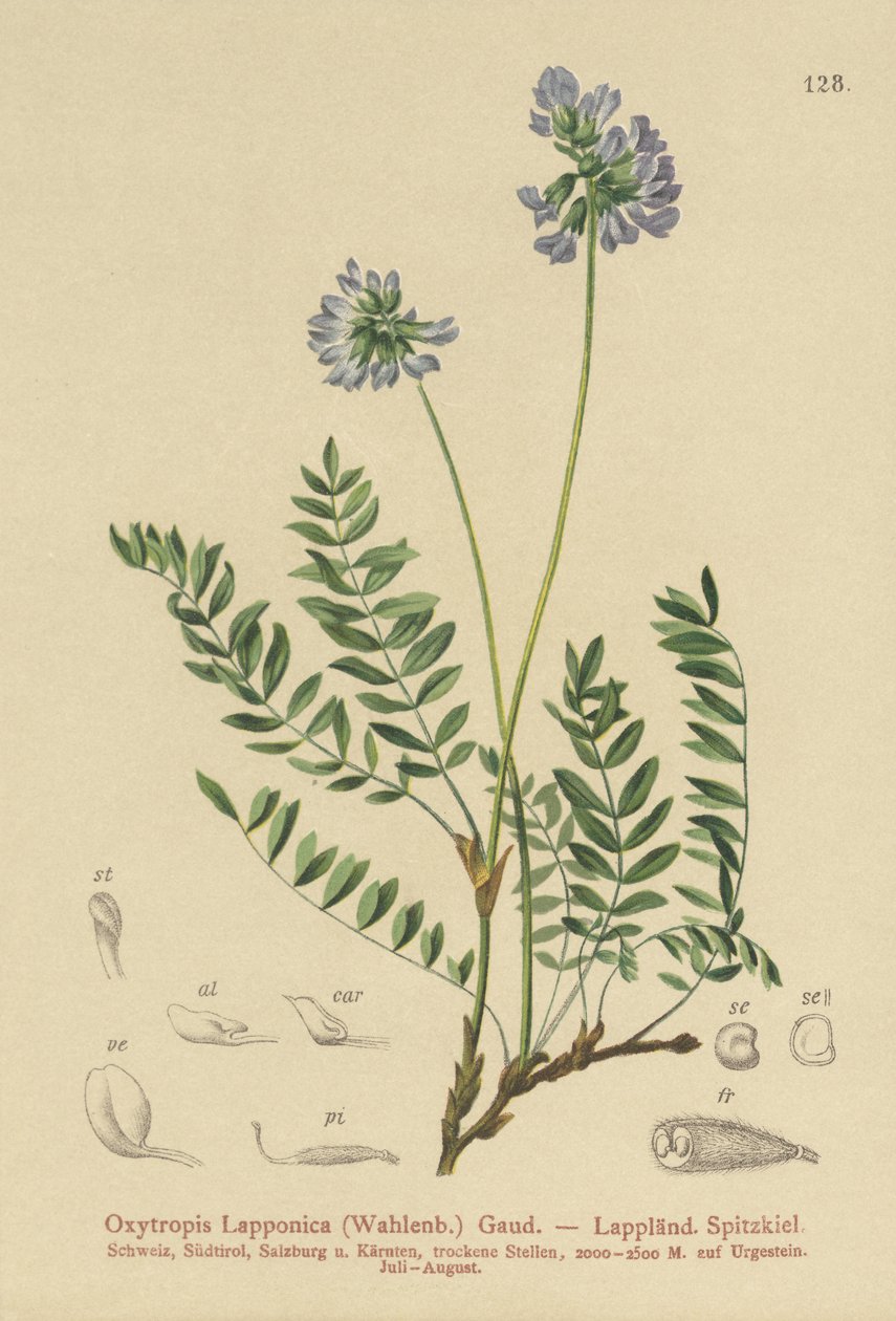 لابلاند ميلك بيتك (Oxytropis Lapponica) بواسطة المدرسة الألمانية