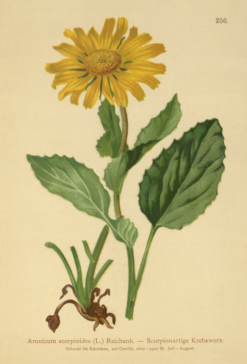 زهرة ليوباردز الكبيرة المزهرة (Aronicum scorpioides ، Doronicum grandiflorum) بواسطة المدرسة الألمانية