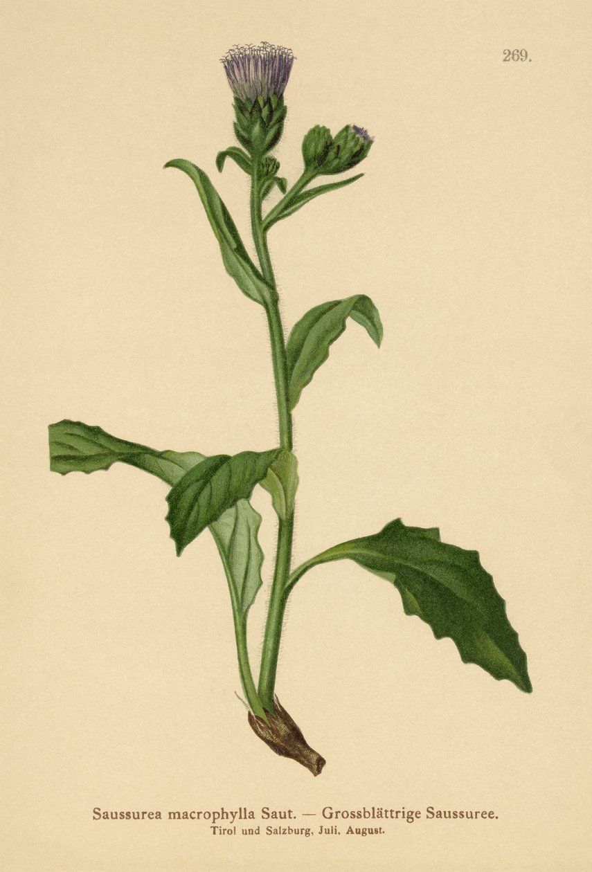 نبتة المنشار الشائعة ذات الأوراق الكبيرة (Saussurea macrophylla ، Saussurea alpina ssp. macrophylla) بواسطة المدرسة الألمانية