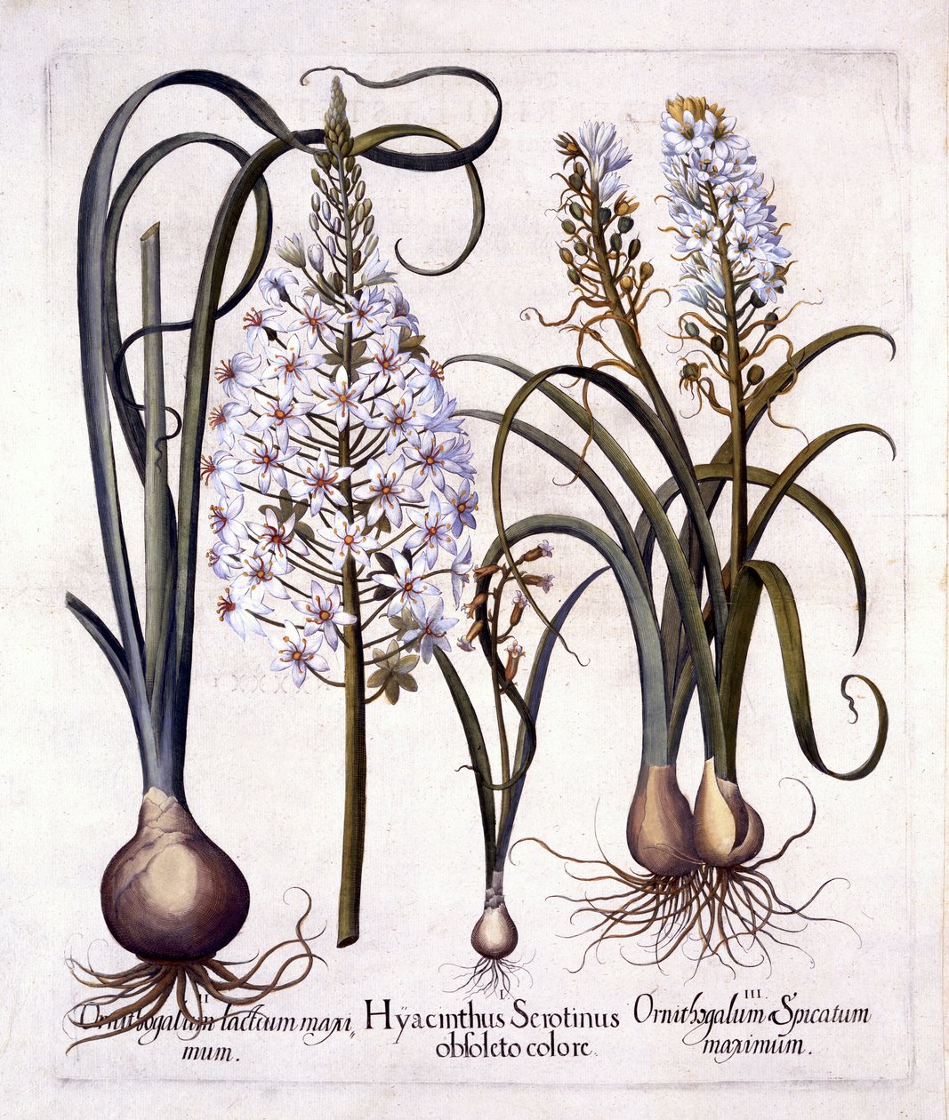 أواخر السنبل ونجمة بيت لحم ، من Hortus Eystettensis ، بقلم باسل بيسلر (1561-1629) ، حانة. 1613 (نقش يدوي) بواسطة المدرسة الألمانية