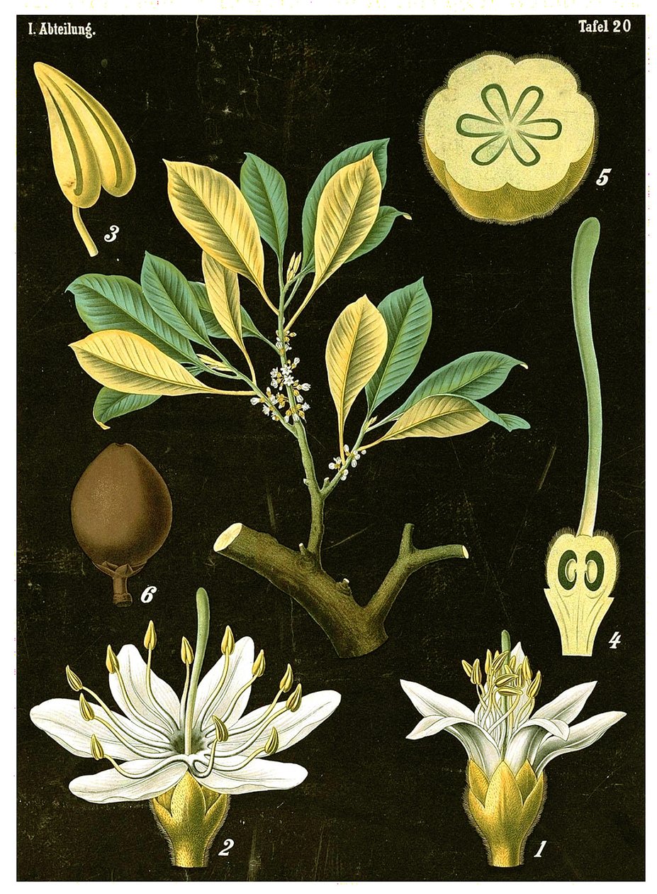 اللاتكس (Palaquium Gutta) ج .1890 (chromolithograph) بواسطة المدرسة الألمانية