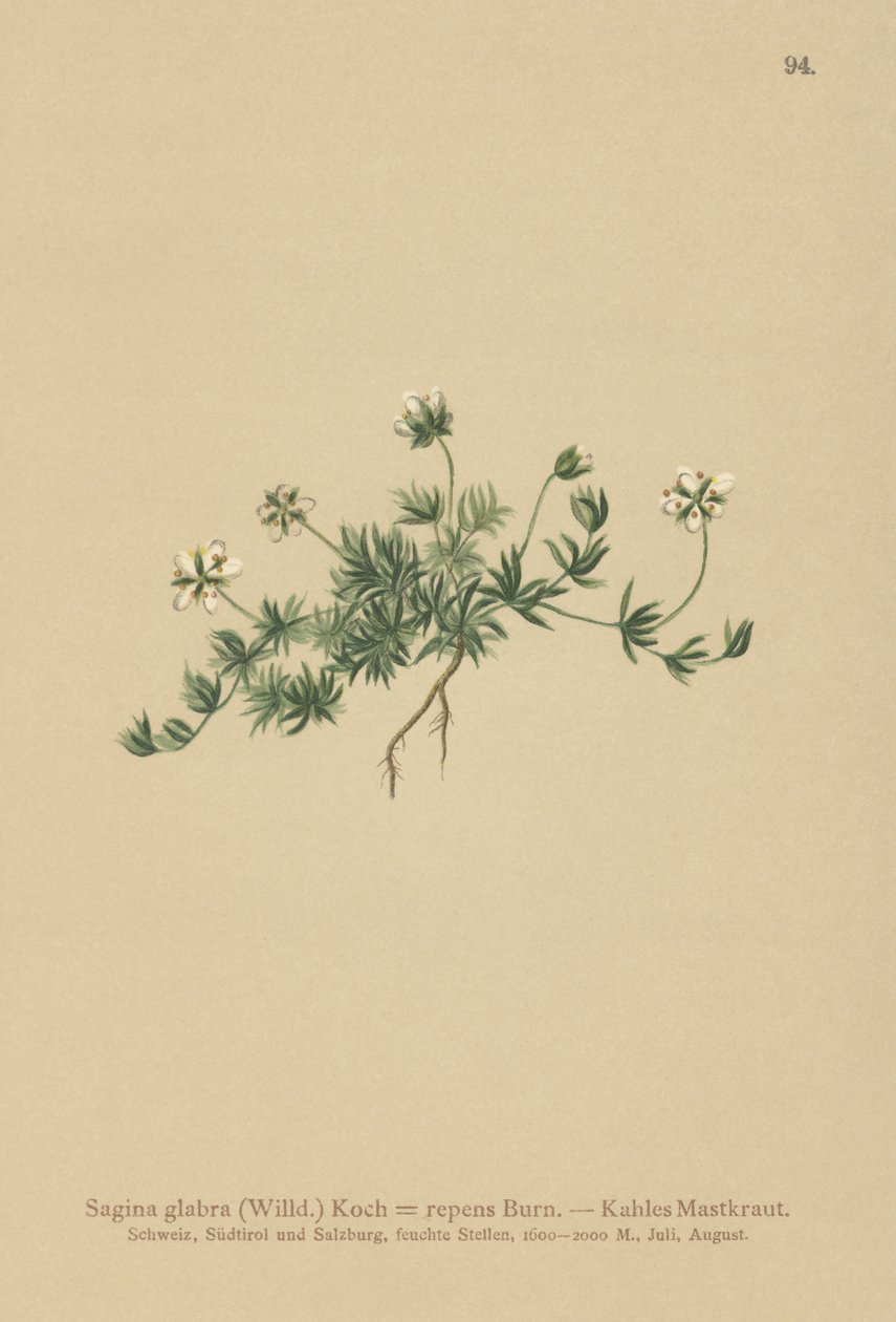 Lawn Pearlwort (Sagina glabra ، Sagina repens) بواسطة المدرسة الألمانية
