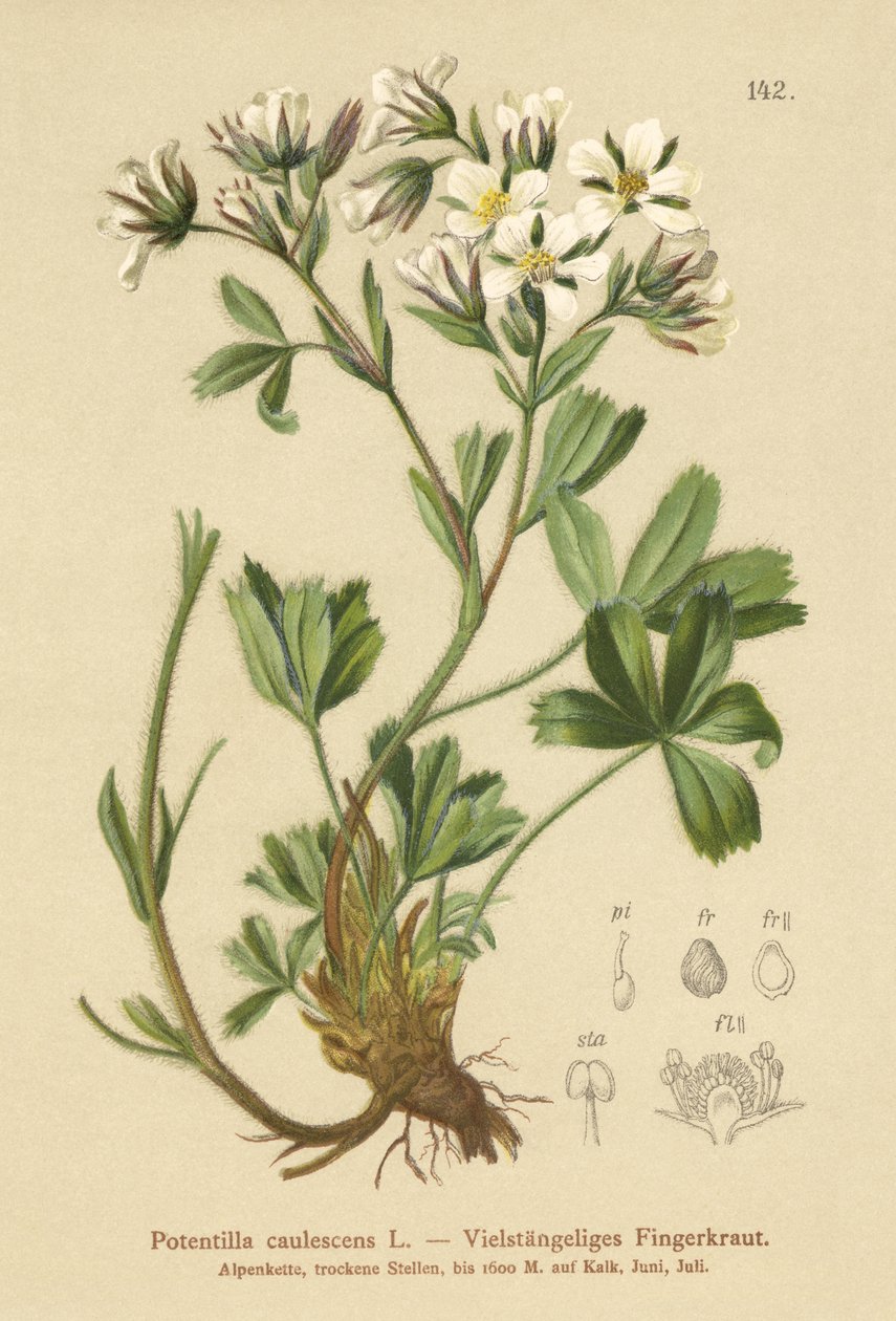 Lax Cinquefoil (Potentilla caulescens) بواسطة المدرسة الألمانية