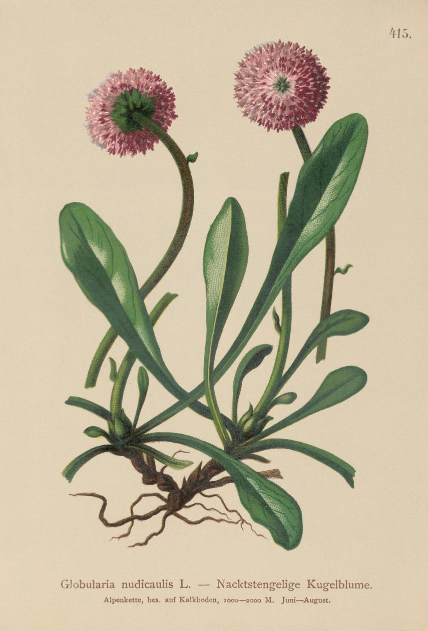Globularia الجذعية بلا أوراق (Globularia nudicaulis) بواسطة المدرسة الألمانية