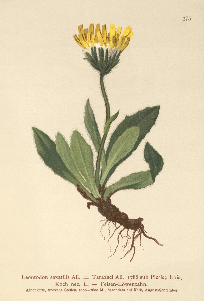 هوكبيت الصغرى (Leontodon saxatilis ، Leontodon Taraxaci) بواسطة المدرسة الألمانية