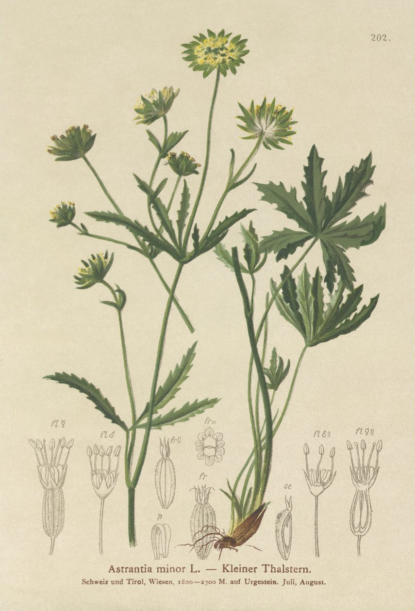 Masterwort الصغرى (Astrantia طفيفة) بواسطة المدرسة الألمانية