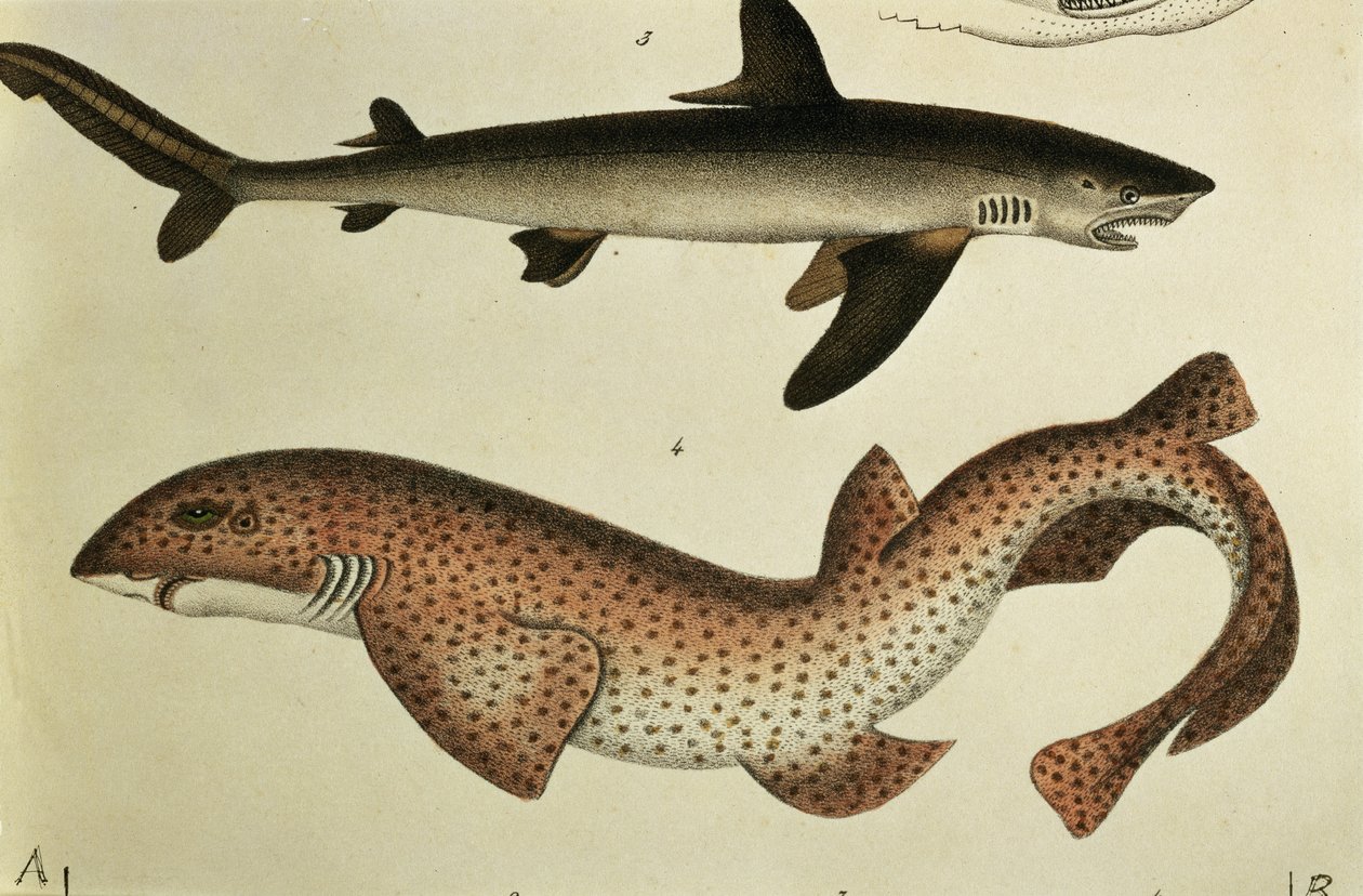 Dogfish متبقع أقل ، Pl.93 من "التاريخ الطبيعي والتوضيح للأسماك" بقلم HR Schinz ، 1836 بواسطة المدرسة الألمانية