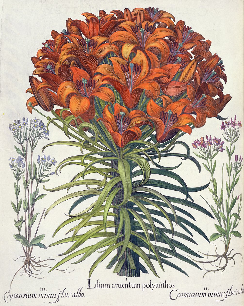 زنبق و Centaury: 1. نزيف ليليوم وبوليانثوس. 2.Centaurium زهرة حمراء أقل ؛ 3.Centaurium زهرة بيضاء صغيرة من Eystettensis بقلم Basil Besler (1561-1629) ، حانة. 1613 بواسطة المدرسة الألمانية