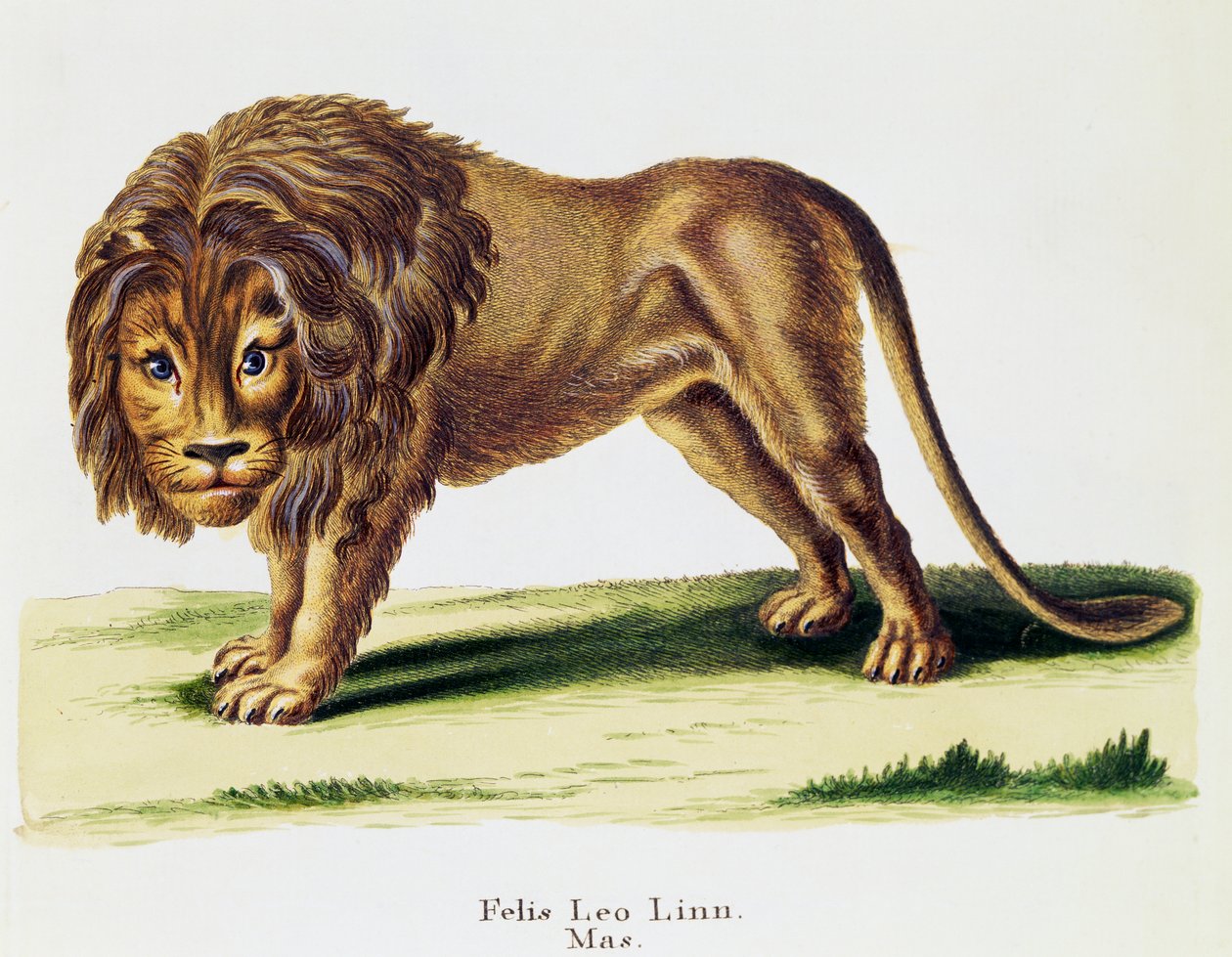 Lion (Felis leo), from Mammals illustrated from Nature with descriptions, by Johann Christian Daniel von Schreber (1739-1810), engraving by H I Tisroff, volume 3, table 97-A, Germany بواسطة المدرسة الألمانية