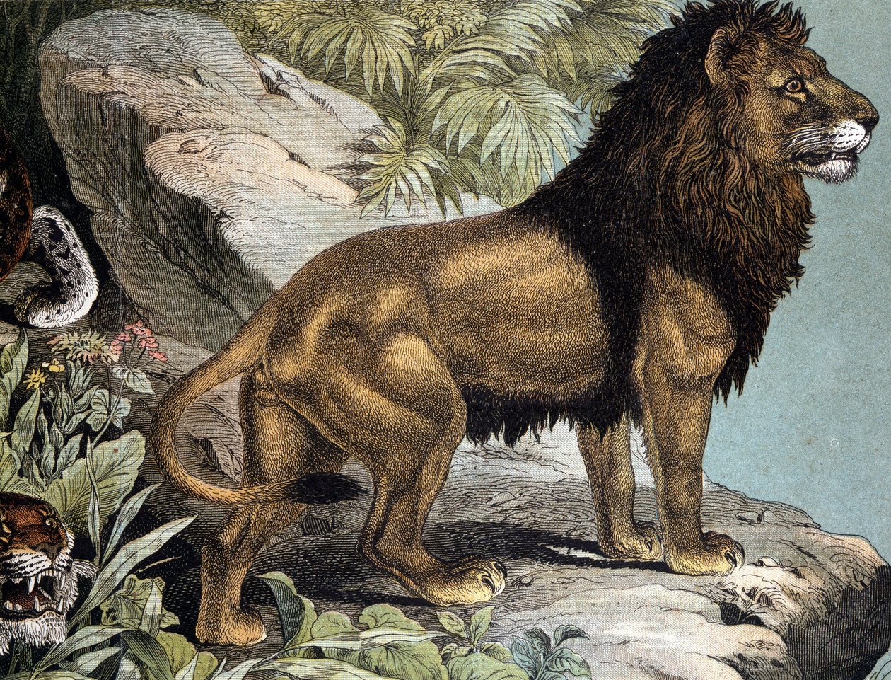 Lion - in “Natural History of Mammals””, ed. Schreiber, Munich بواسطة المدرسة الألمانية