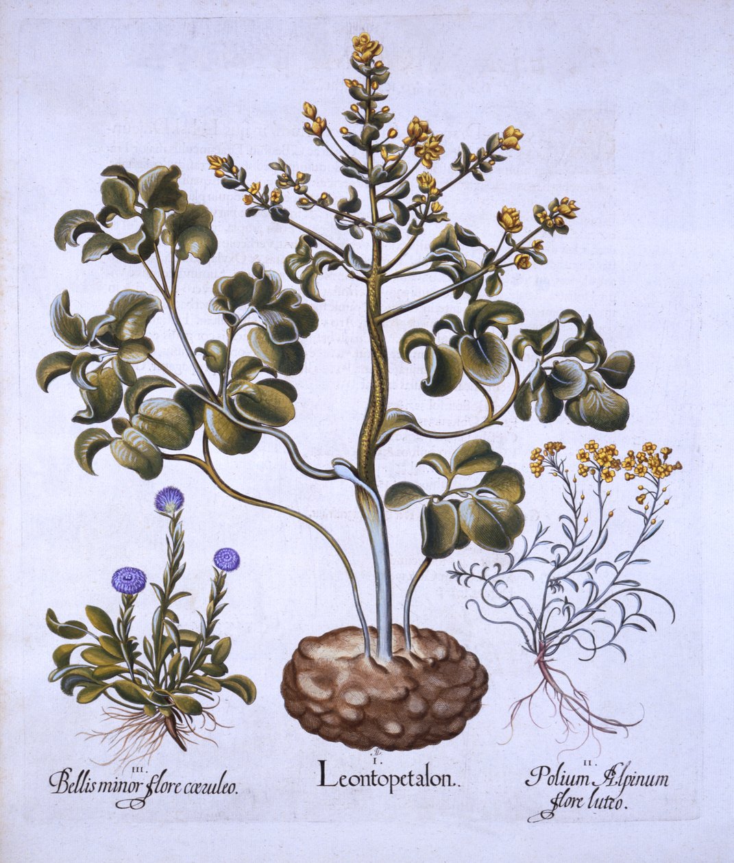 أوراق ليف وأزهار جبال الألب ، من Hortus Eystettensis ، بقلم باسل بيسلر (1561-1629) ، حانة. 1613 (نقش يدوي) بواسطة المدرسة الألمانية