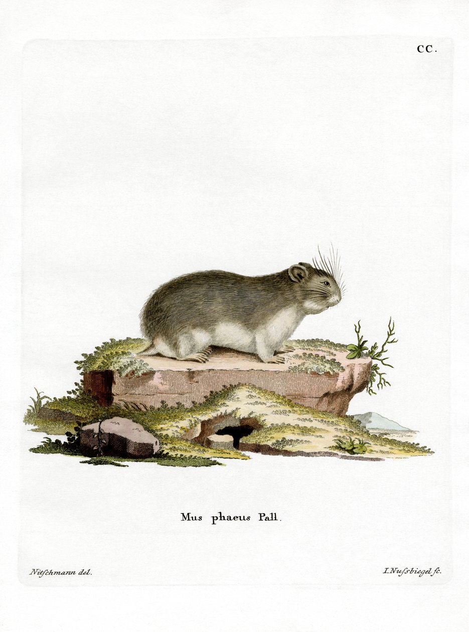 Little Grey Hamster (coloured engraving) بواسطة المدرسة الألمانية