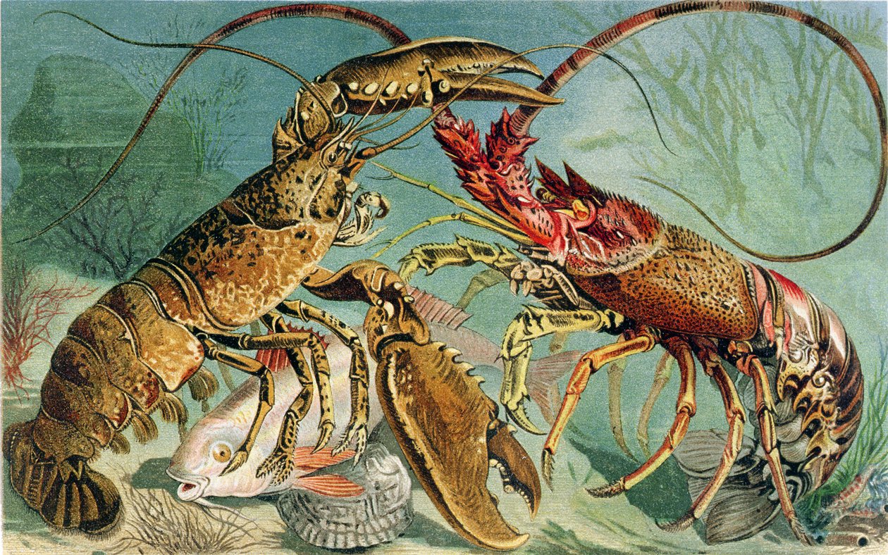 Lobster و Spiny Lobster ، لوحة من Brehms Tierleben: Allgemeine Kunde des Tierreichs ، المجلد 10 ، ص 44 ، نشره Bibliographisches Institut ، 1893 بواسطة المدرسة الألمانية