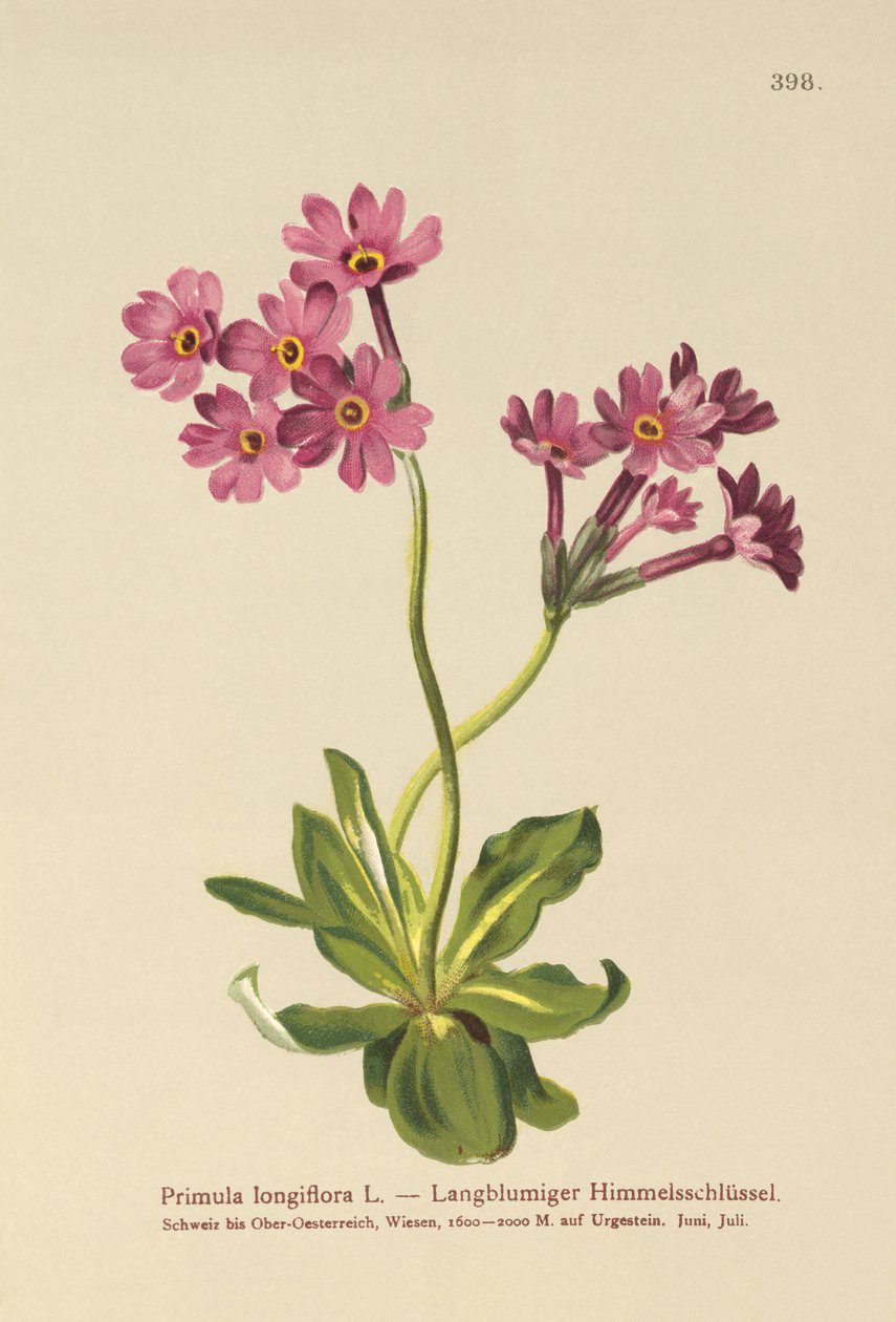 زهرة الربيع الطويلة المزهرة (Primula longiflora) بواسطة المدرسة الألمانية