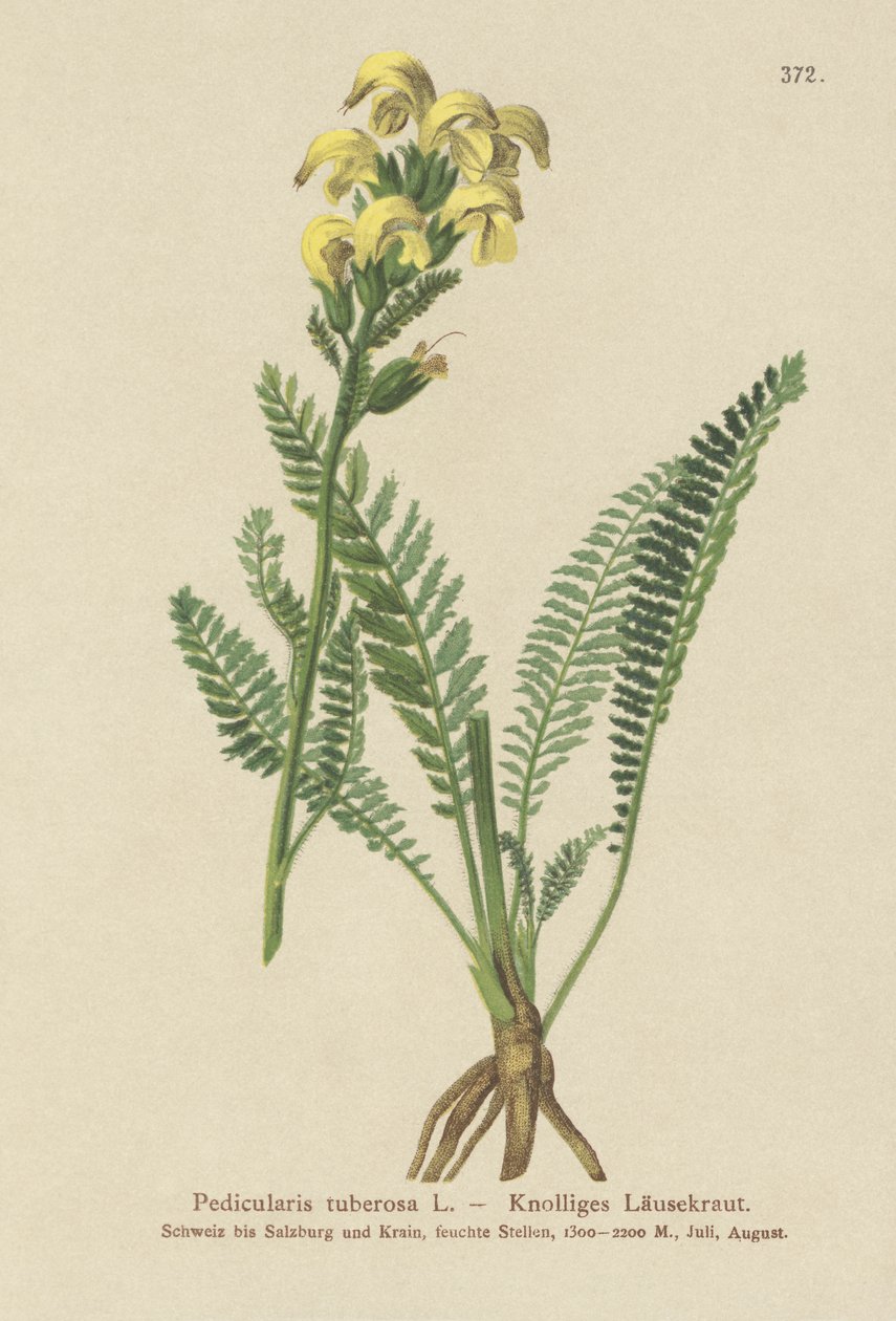 طويل أصفر المنقار لوسيدورت (Pedicularis tuberosa) بواسطة المدرسة الألمانية