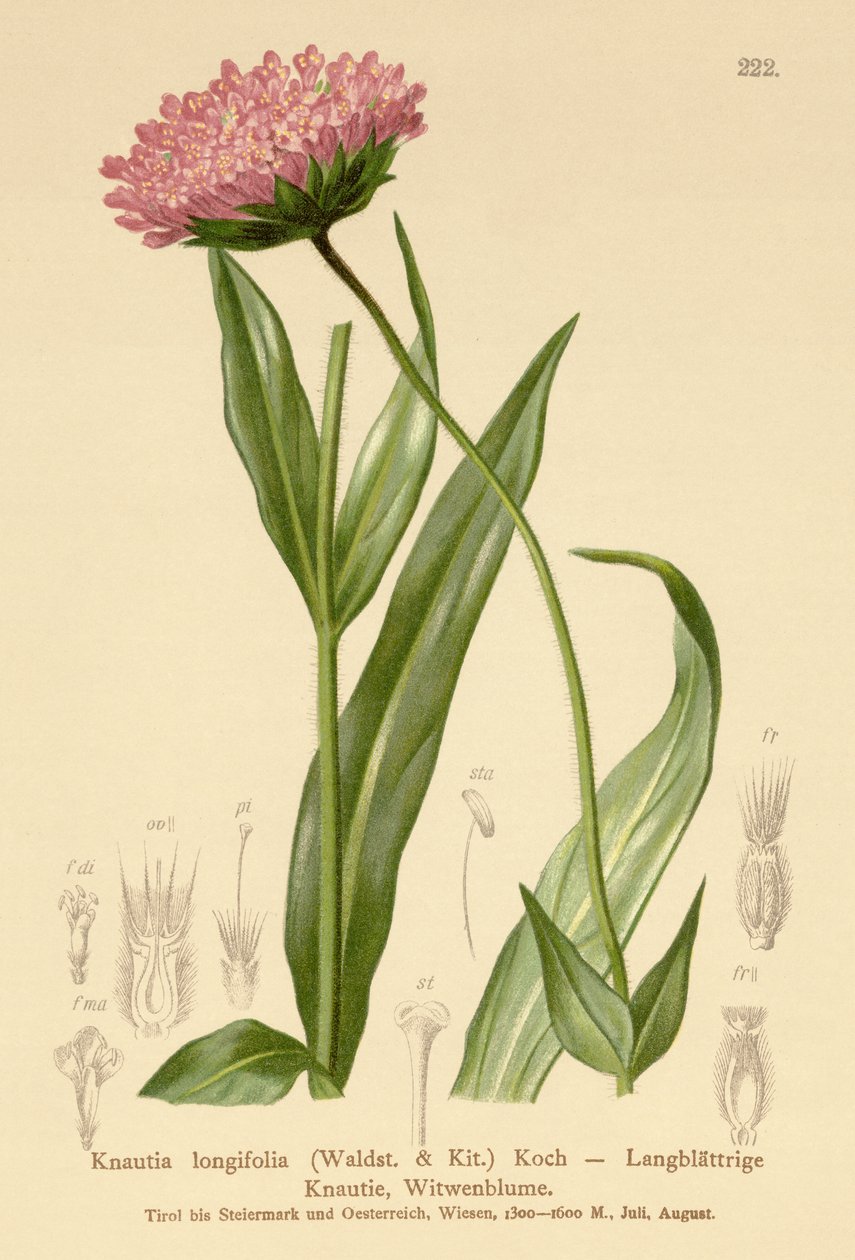 زهرة الأرملة ذات الأوراق الطويلة (Knautia longifolia) بواسطة المدرسة الألمانية