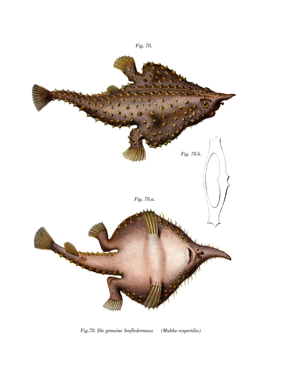 Longnose Batfish (لون ليثو) بواسطة المدرسة الألمانية