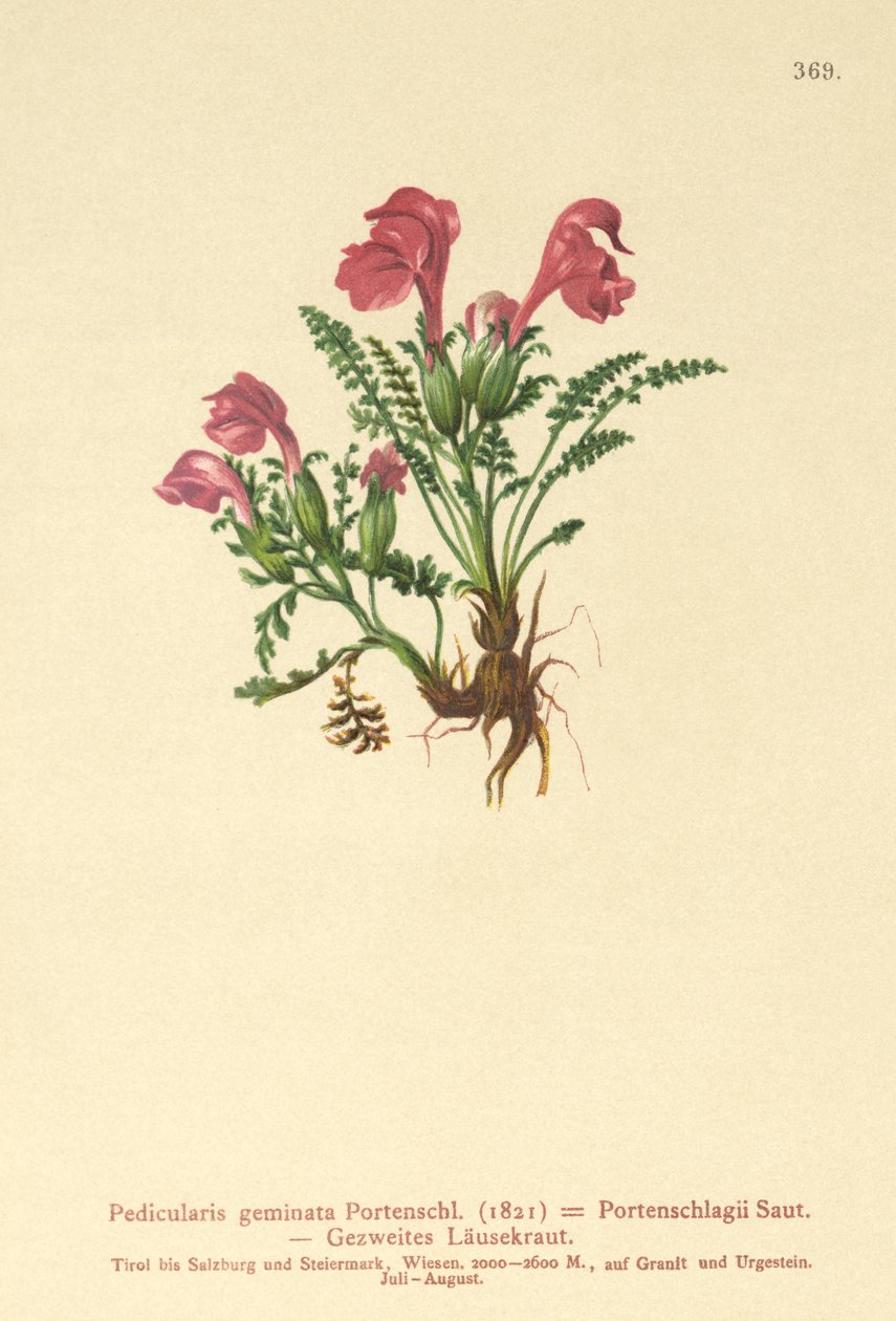Lousewort (Pedicularis geminata ، Pedicularis Portenschlagii ، Pedicularis pumila) بواسطة المدرسة الألمانية