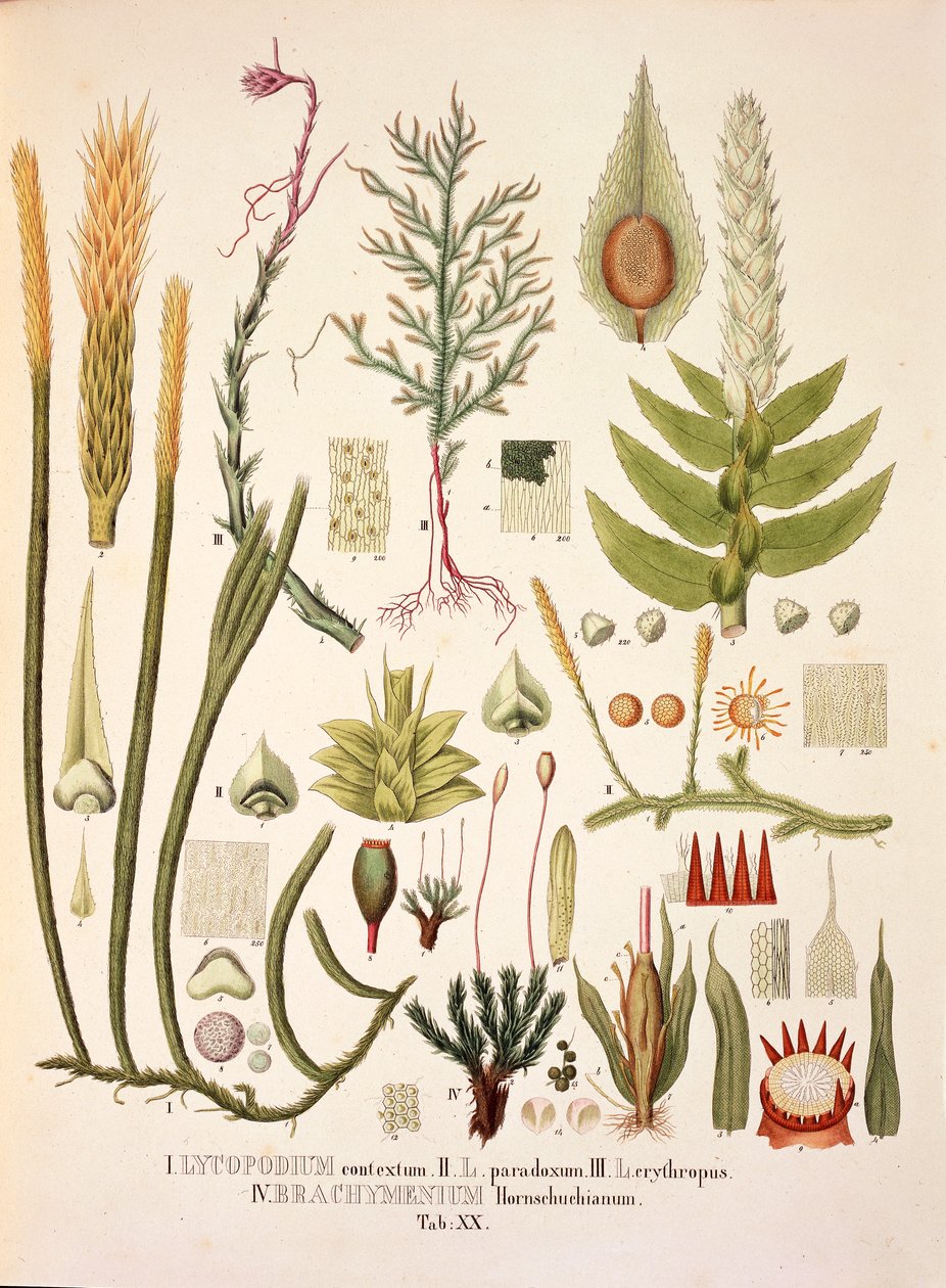 Lycopodium و Brachymenium ، الجدول XX من "Plantarum Cryptogamicarum Brasiliensium" بقلم يوهان بابتيست فون سبيكس وكارل فريدريش فون مارتيوس بواسطة المدرسة الألمانية