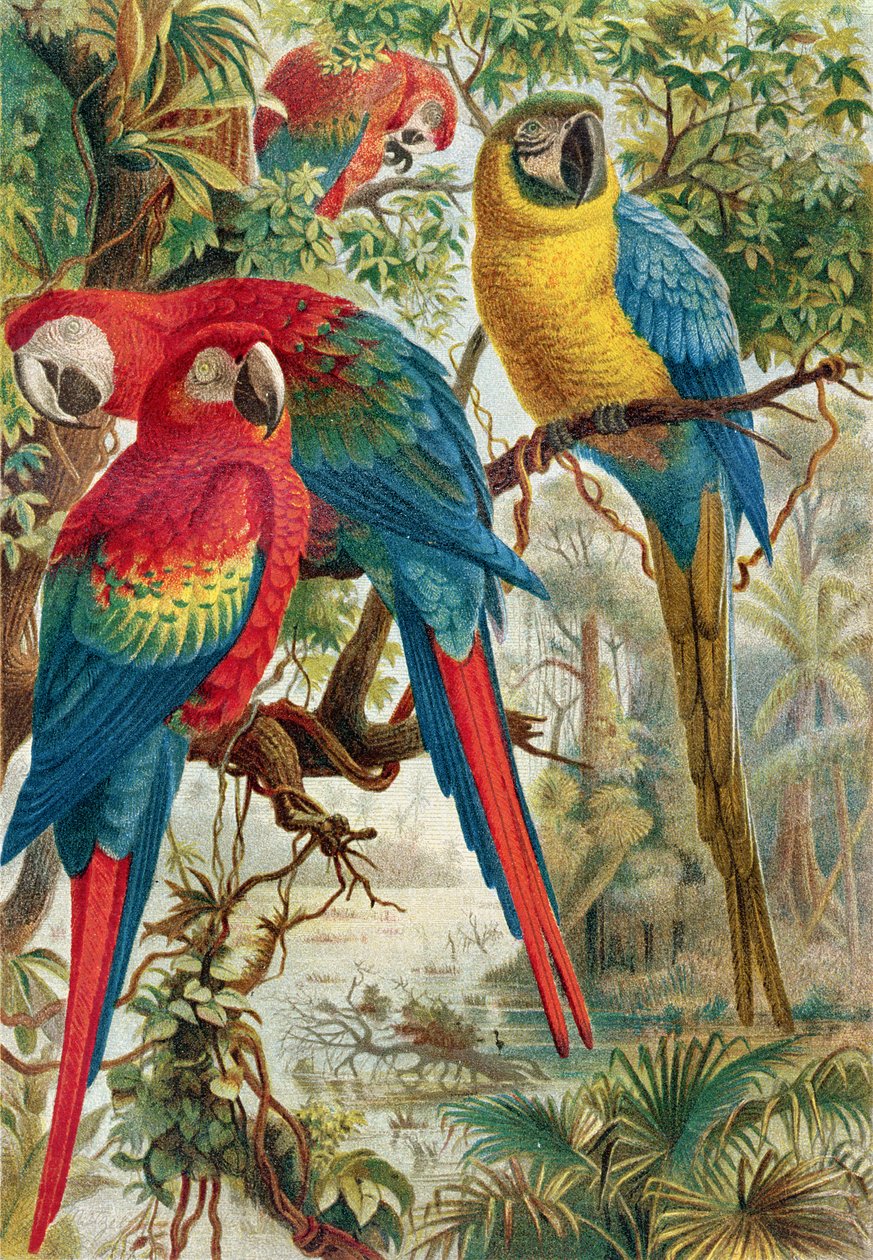 الببغاوات ، لوحة من Brehms Tierleben: Allgemeine Kunde des Tierreichs ، المجلد 5 ، ص 60 ، تم نشره بواسطة Bibliographisches Institut ، 1892 بواسطة المدرسة الألمانية