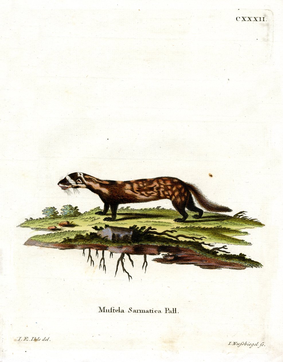 Polecat الرخامي (نقش ملون) بواسطة المدرسة الألمانية