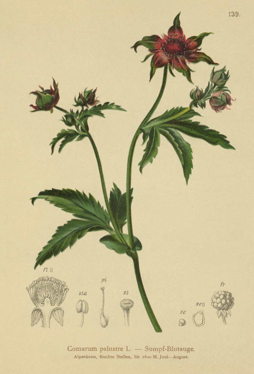 Marsh Cinquefoil (Comarum palustre ، Potentilla palustris) بواسطة المدرسة الألمانية