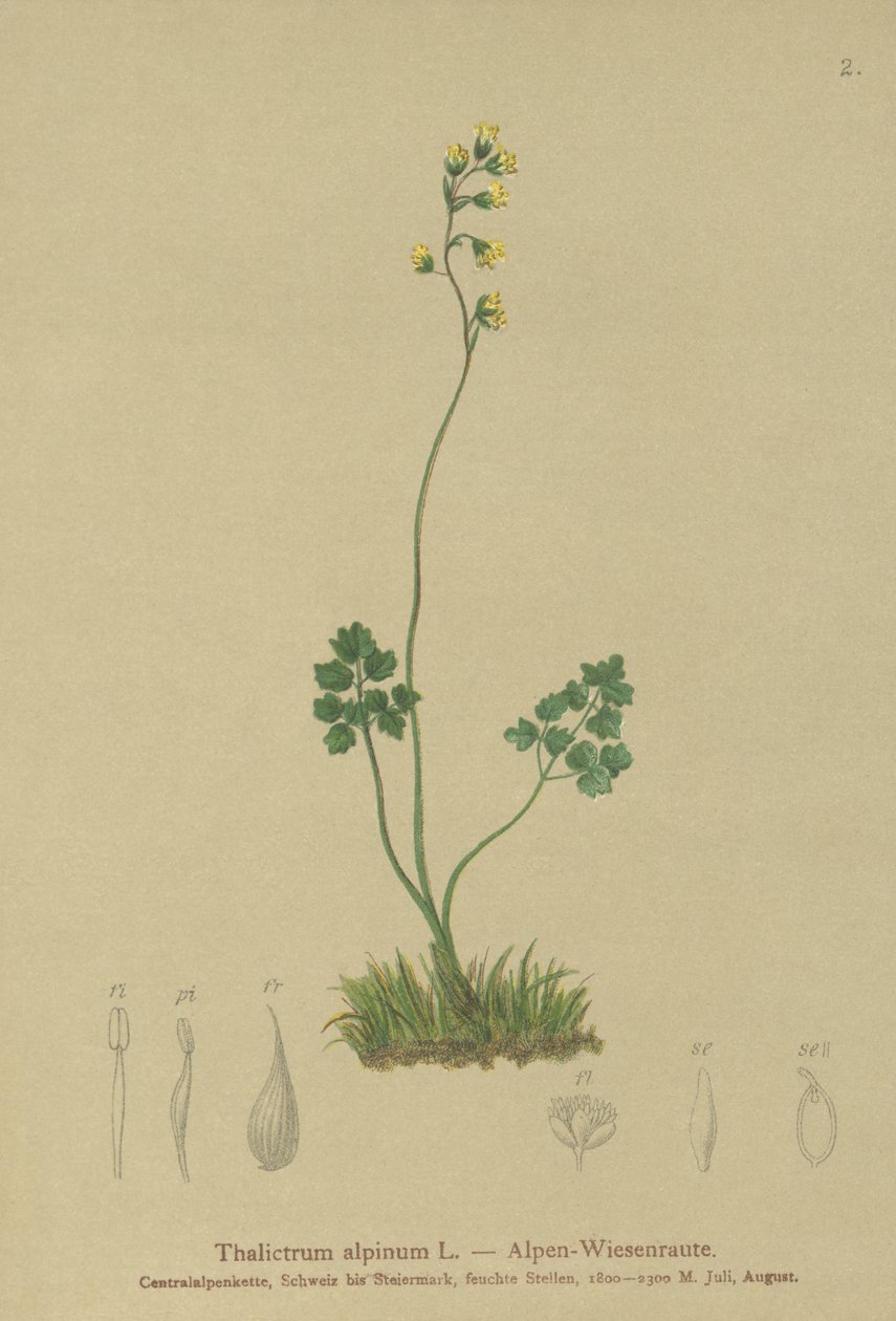 Meadow-rue (Thalictrum alpinum) بواسطة المدرسة الألمانية