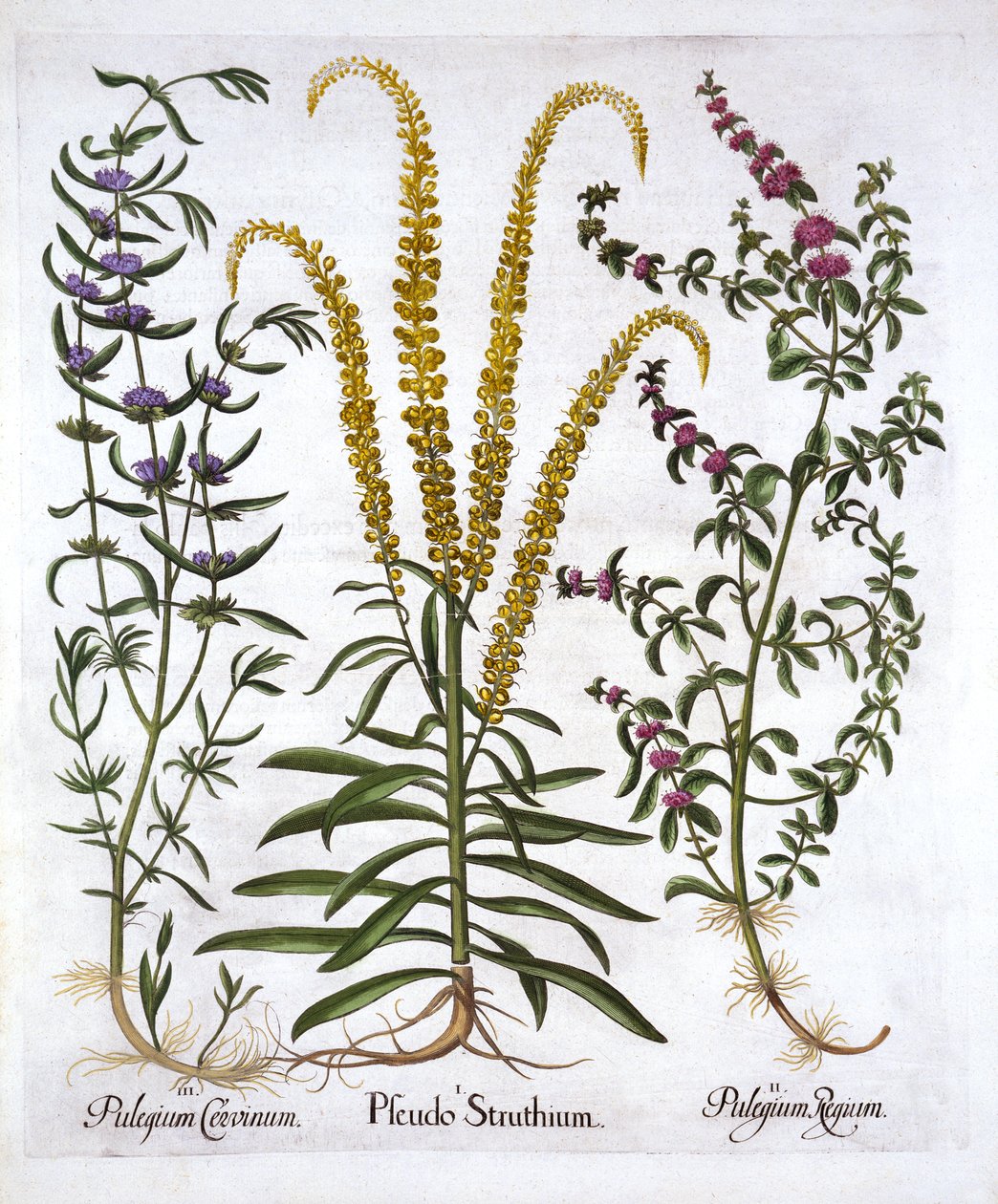 Mignonette ، Pennyroyal و Marsh Mint ، من Hortus Eystettensis ، بقلم Basil Besler (1561-1629) ، حانة. 1613 (نقش يدوي) بواسطة المدرسة الألمانية