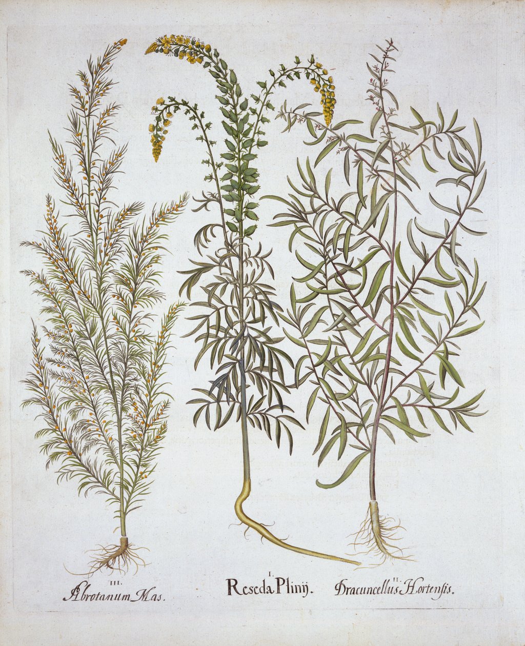 Mignonette ، Southernwood ، و Tarragon ، من Hortus Eystettensis ، بقلم باسل بيسلر (1561-1629) ، حانة. 1613 (نقش يدوي) بواسطة المدرسة الألمانية