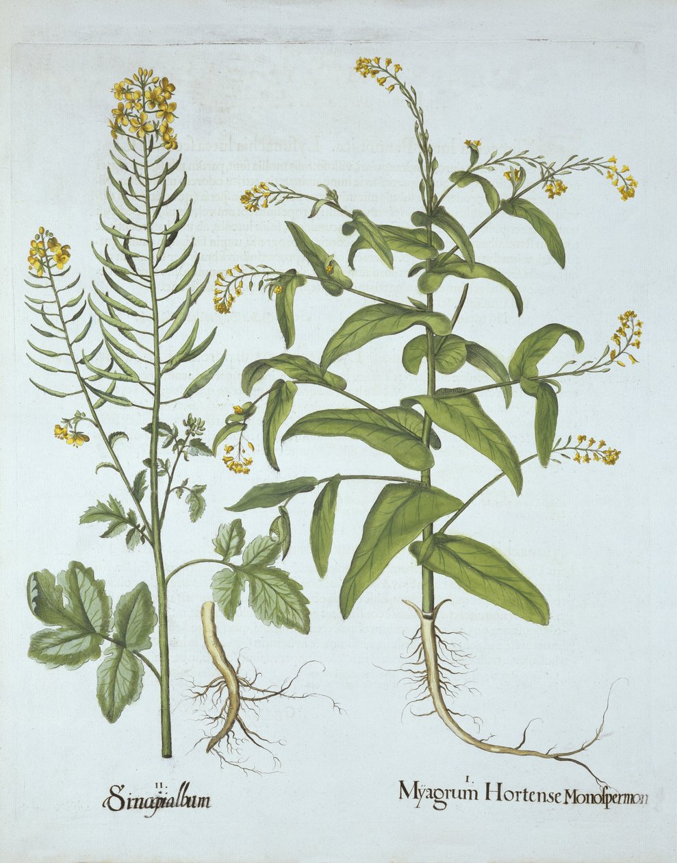 ميتري كريس والخردل الأبيض ، من Hortus Eystettensis ، بقلم باسل بيسلر (1561-1629) ، حانة. 1613 (نقش يدوي) بواسطة المدرسة الألمانية