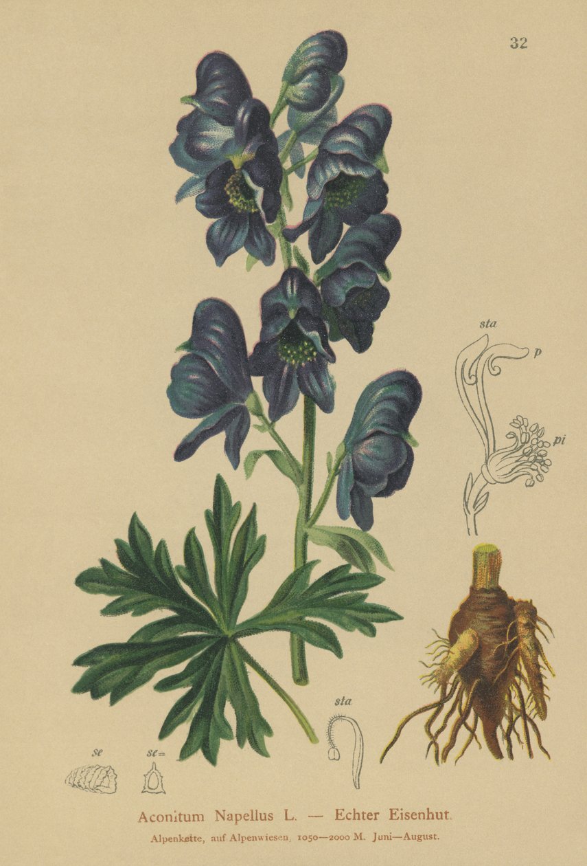 Monkshood (Acontium Cepa) بواسطة المدرسة الألمانية