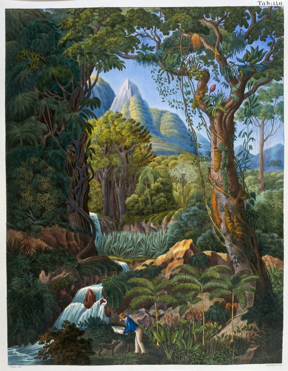 Morenia Poppigiana and forest, from 