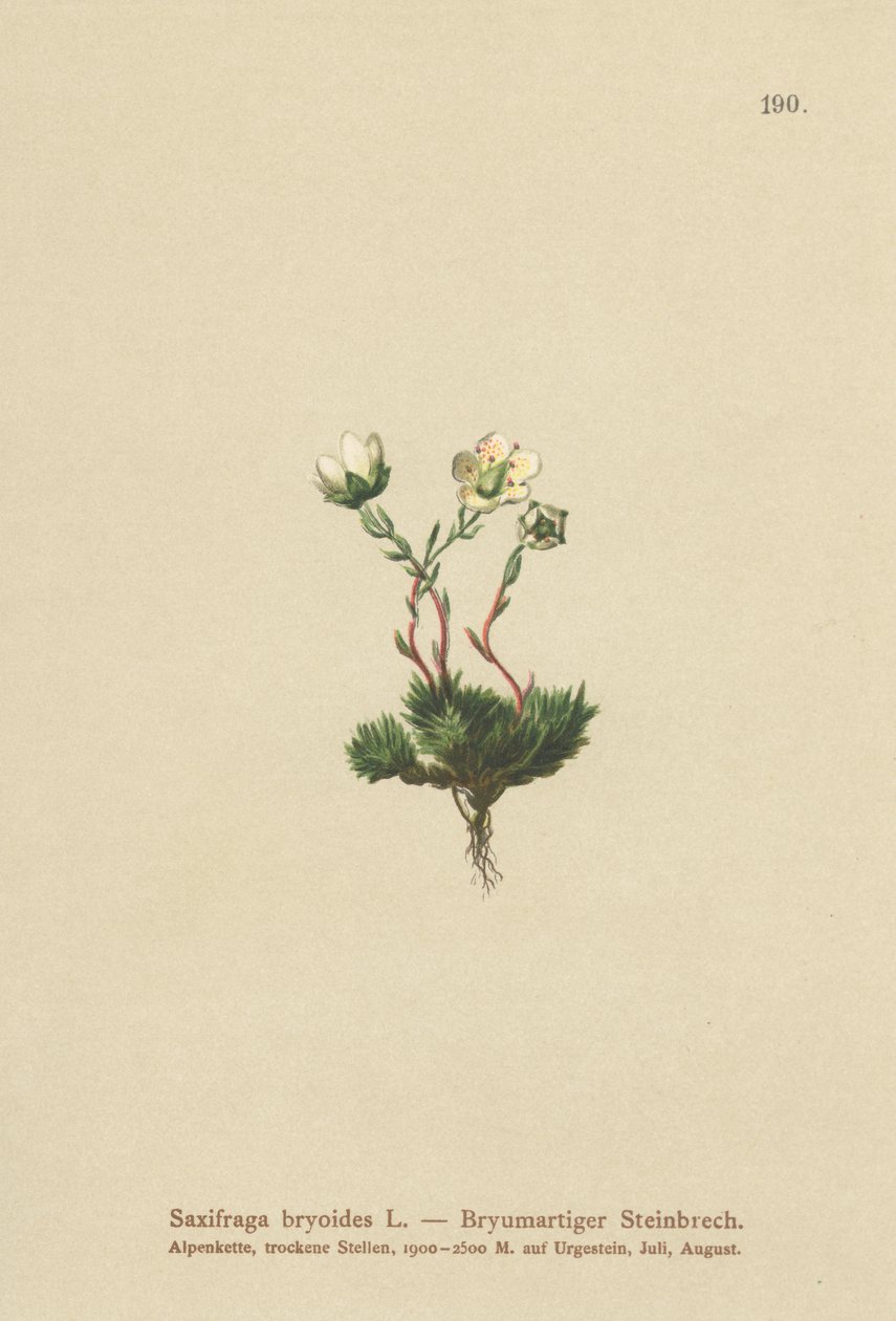 موسي Saxifrage (Saxifraga bryoides) بواسطة المدرسة الألمانية