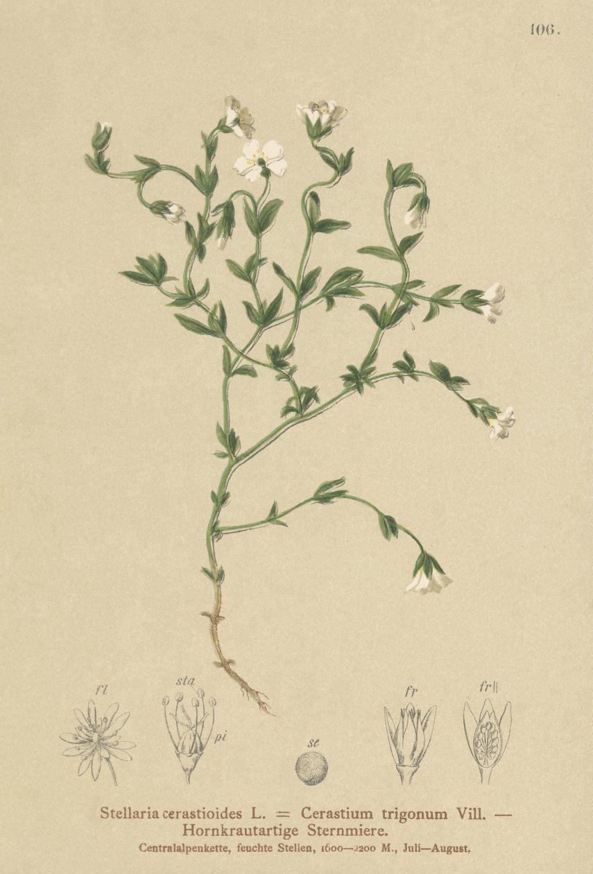 طحالب الجبل (Stellaria cerastioides ، مثلث الفلورا) بواسطة المدرسة الألمانية