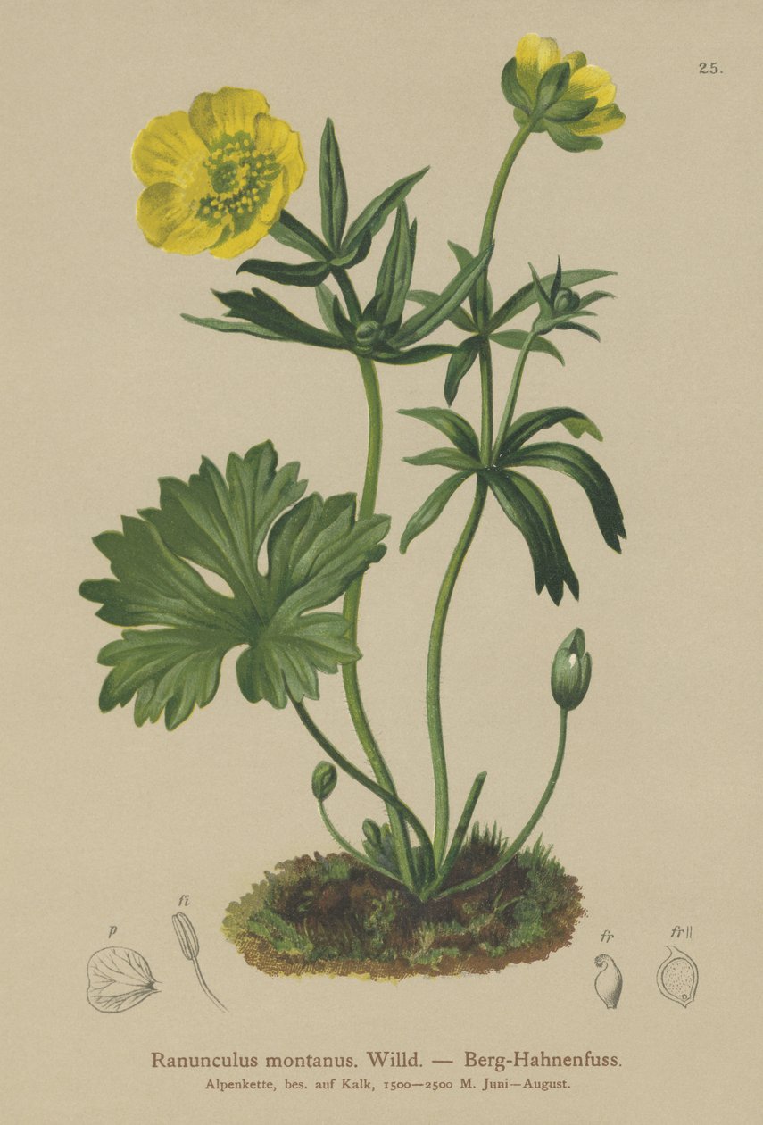 جبل Crowfoot (Ranunculus montanus) بواسطة المدرسة الألمانية