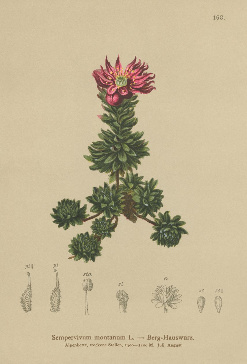 الجبل Houseleek (Sempervivum montanum) بواسطة المدرسة الألمانية