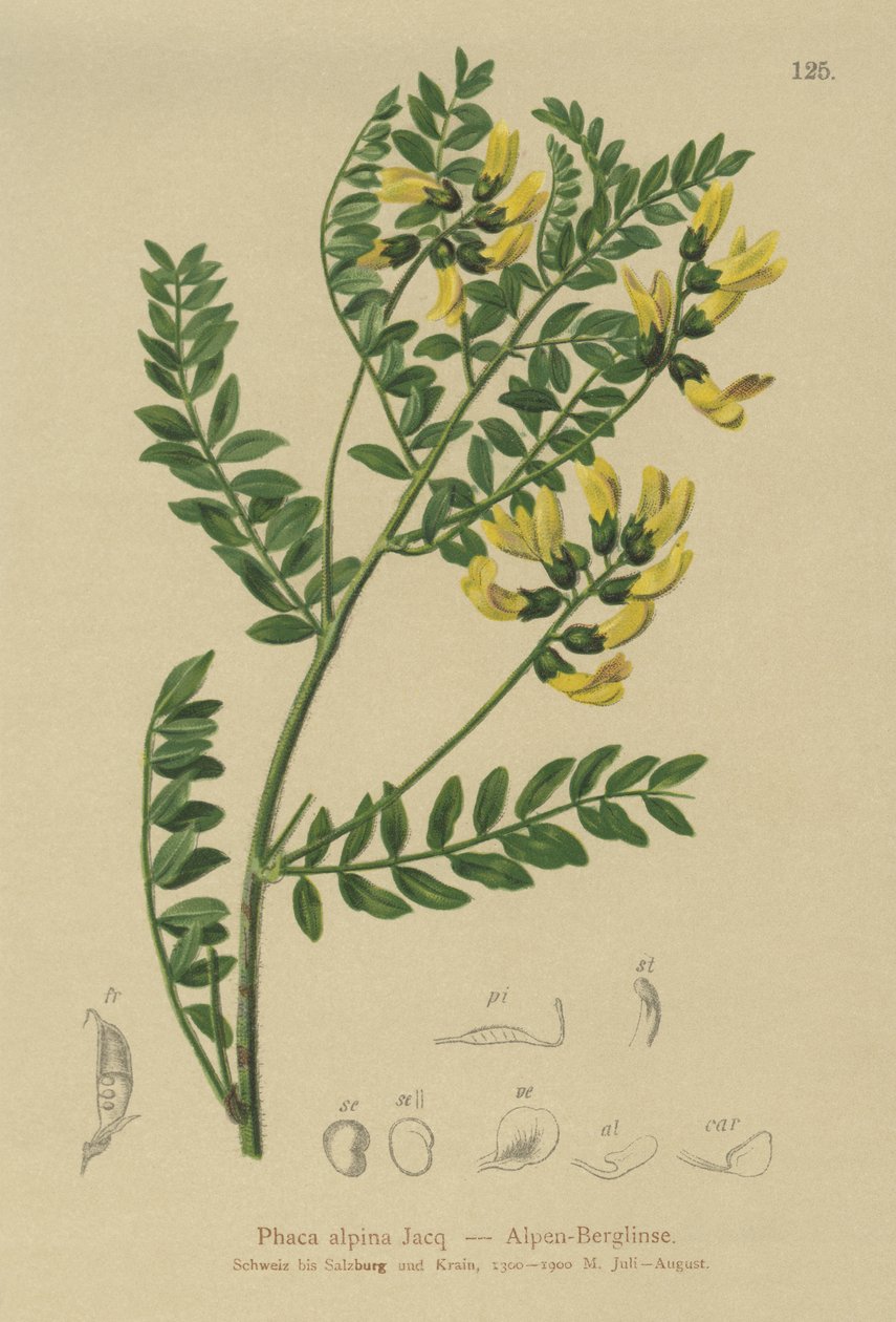 عدس الجبل (Phaca alpina ، Astragalus alpinus ، Astragalus penduliflorus ، Colutea alpina ، Phaca alpina ، Tragacantha penduliflora) بواسطة المدرسة الألمانية