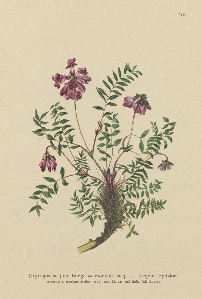 Mountain Milkvetch (Oxytropis Jacquini ، Oxytropis montana) بواسطة المدرسة الألمانية
