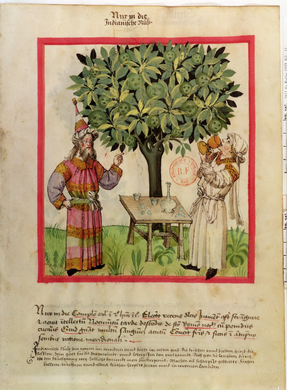 Ms.Lat.9333 fol.11 حصاد جوزة الطيب ، من Tacuinum صحية بواسطة المدرسة الألمانية