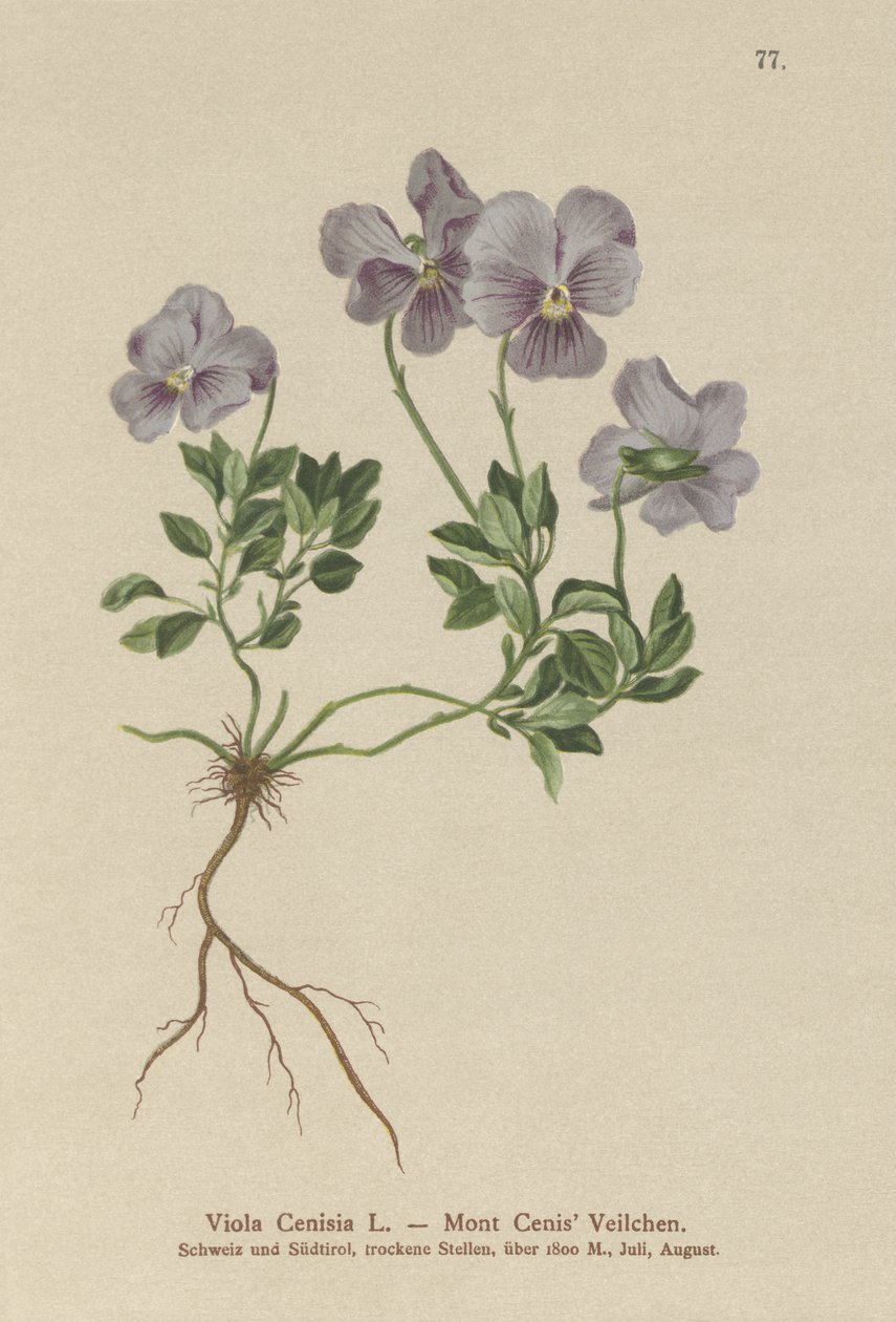 جبل. سينيس بانسي (Viola Cenisia) بواسطة المدرسة الألمانية