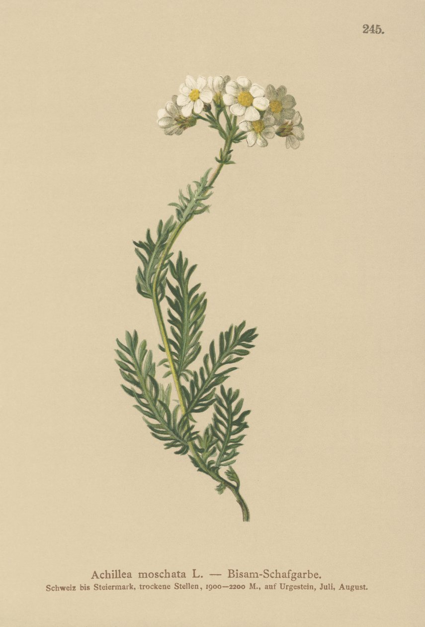 مسك ميل فويل (Achillea moschata، Achillea erba-rotta ssp. moschata) بواسطة المدرسة الألمانية
