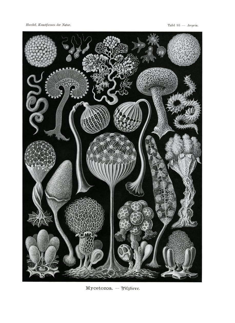 Mycetozoa ، 1899-1904 بواسطة المدرسة الألمانية