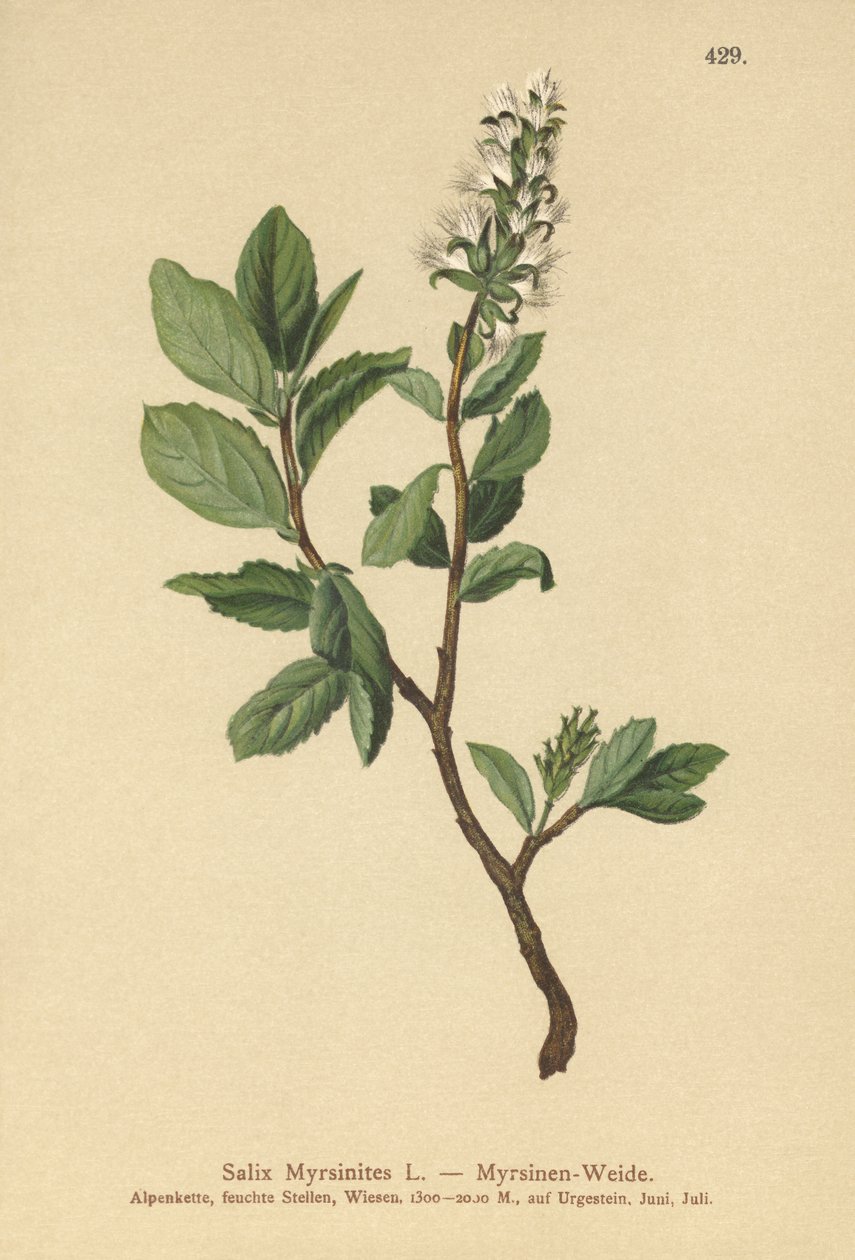 صفصاف ميرتل (Salix Myrsinites) بواسطة المدرسة الألمانية