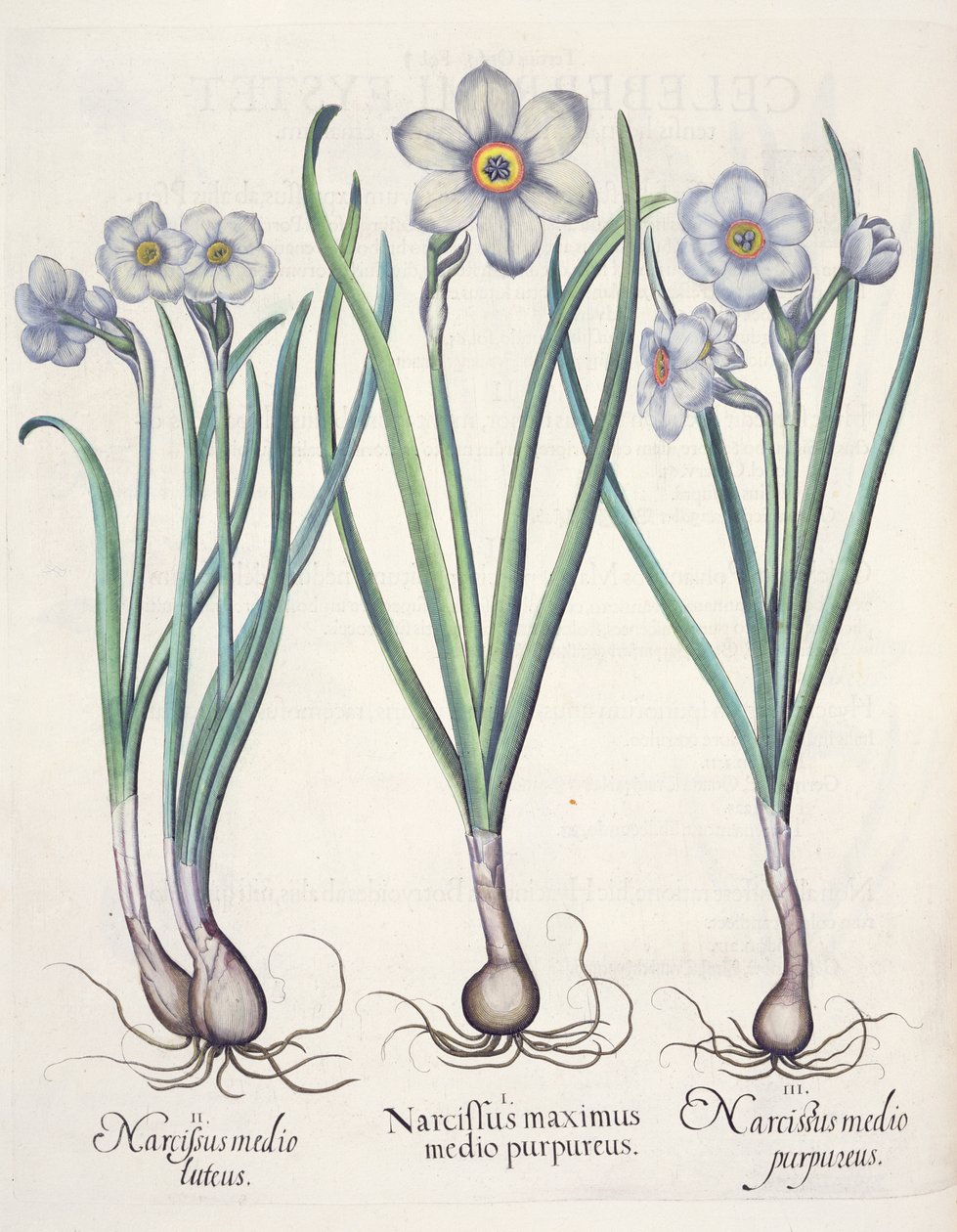 أهل نرجس: 1.النرجس أعظم وسط الارجوان. 2- النرجس الطين. 3- النرجس الأرجواني من Eystettensis بقلم Basil Besler (1561-1629) ، حانة. 1613 بواسطة المدرسة الألمانية