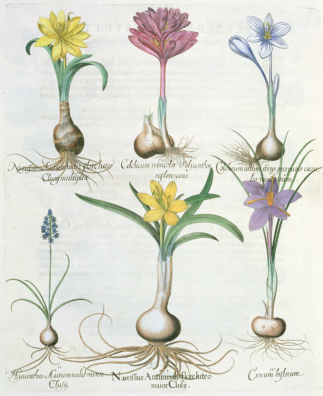 النرجسي ، الزعفران والصفير: 1.Narcissus autumnalis ؛ 2.ياسينثوس خريفاليس. 3.الورق biflorum. 4.ألبوم الكولسيوم. 5.اللون المبرد. 6.نارسس خريفالس ، من أورتيس إستيتنسس ببا بواسطة المدرسة الألمانية