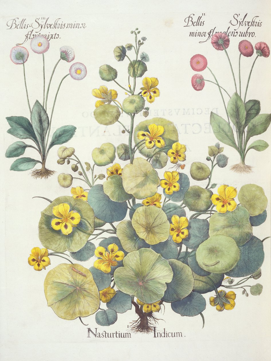 1. النكريات والأقحوان 2- زهور بلوم سيلفستريس الصغرى حمراء ؛ 3.Bellis sylvestris طفيفة ازهر مختلطة ، من Eystettensis بقلم Basil Besler (1561-1629) ، حانة. 1613 ( بواسطة المدرسة الألمانية